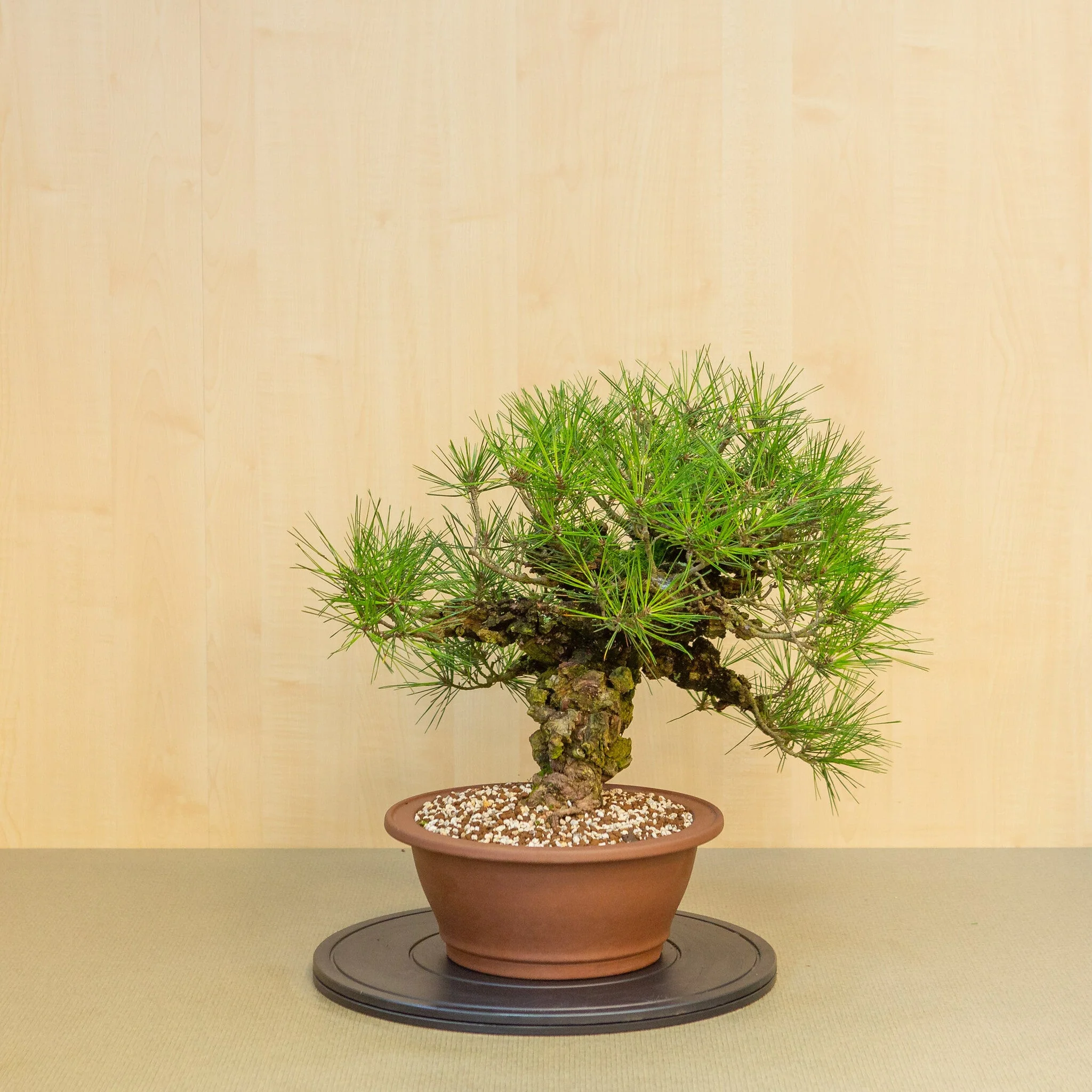 Pinus thunbergii corticosa ongeglazuurde pot 29 cm, hoogte ~50cm - Image 4
