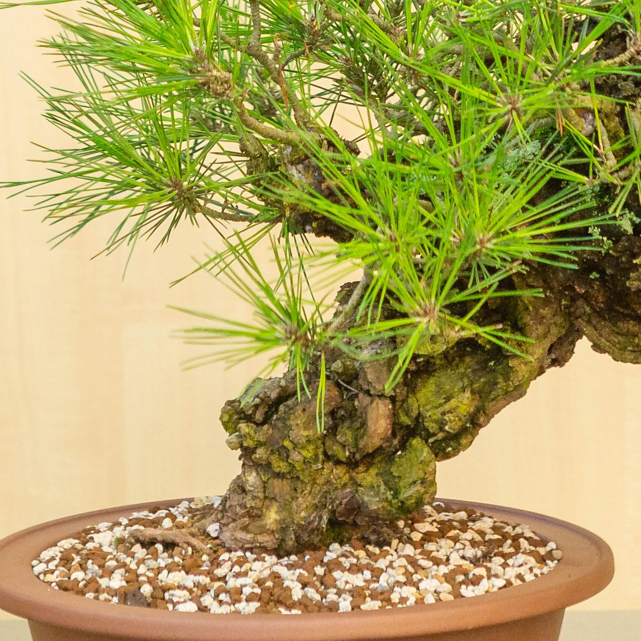 Pinus thunbergii corticosa ongeglazuurde pot 29 cm, hoogte ~50cm - Image 5