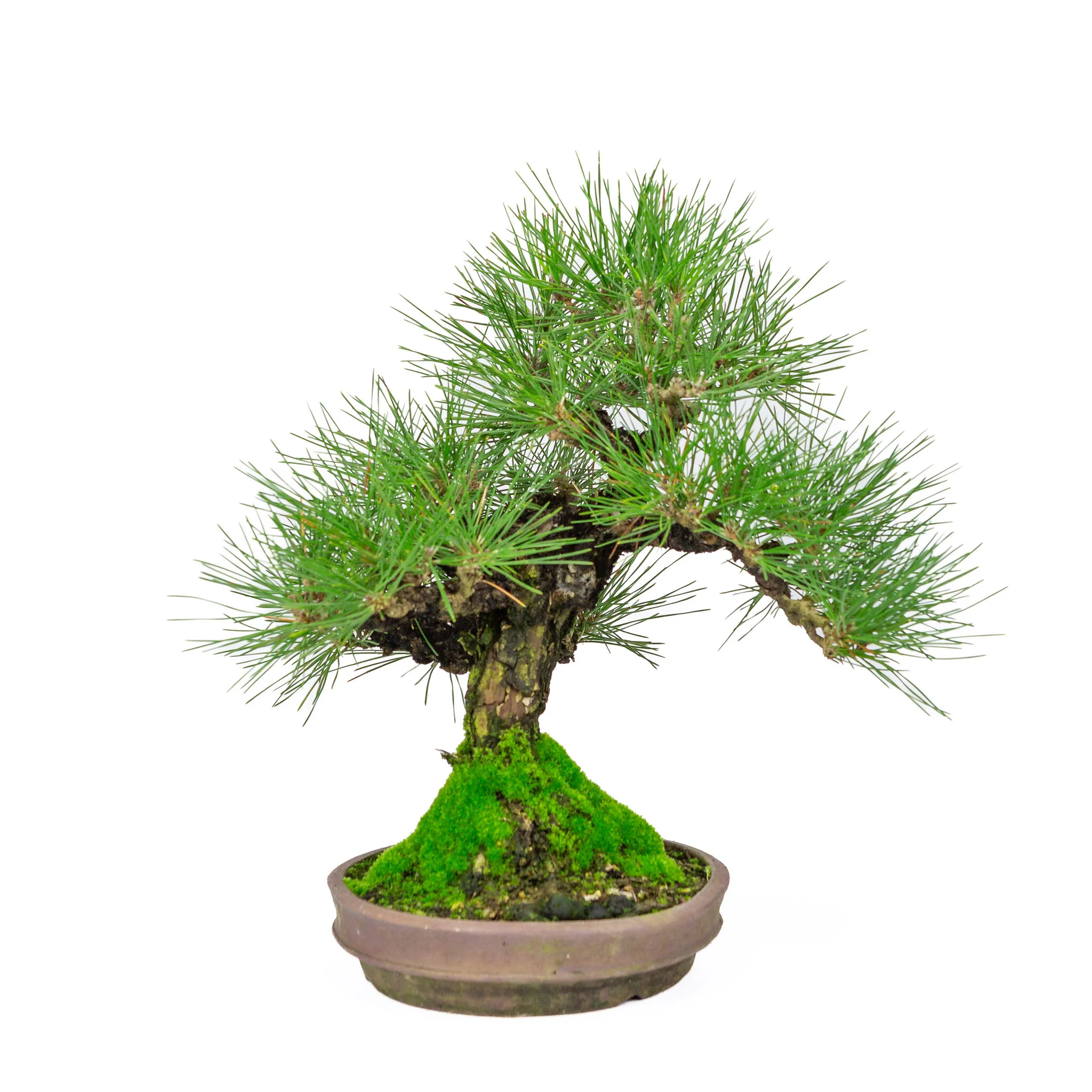 Miniatuur 1