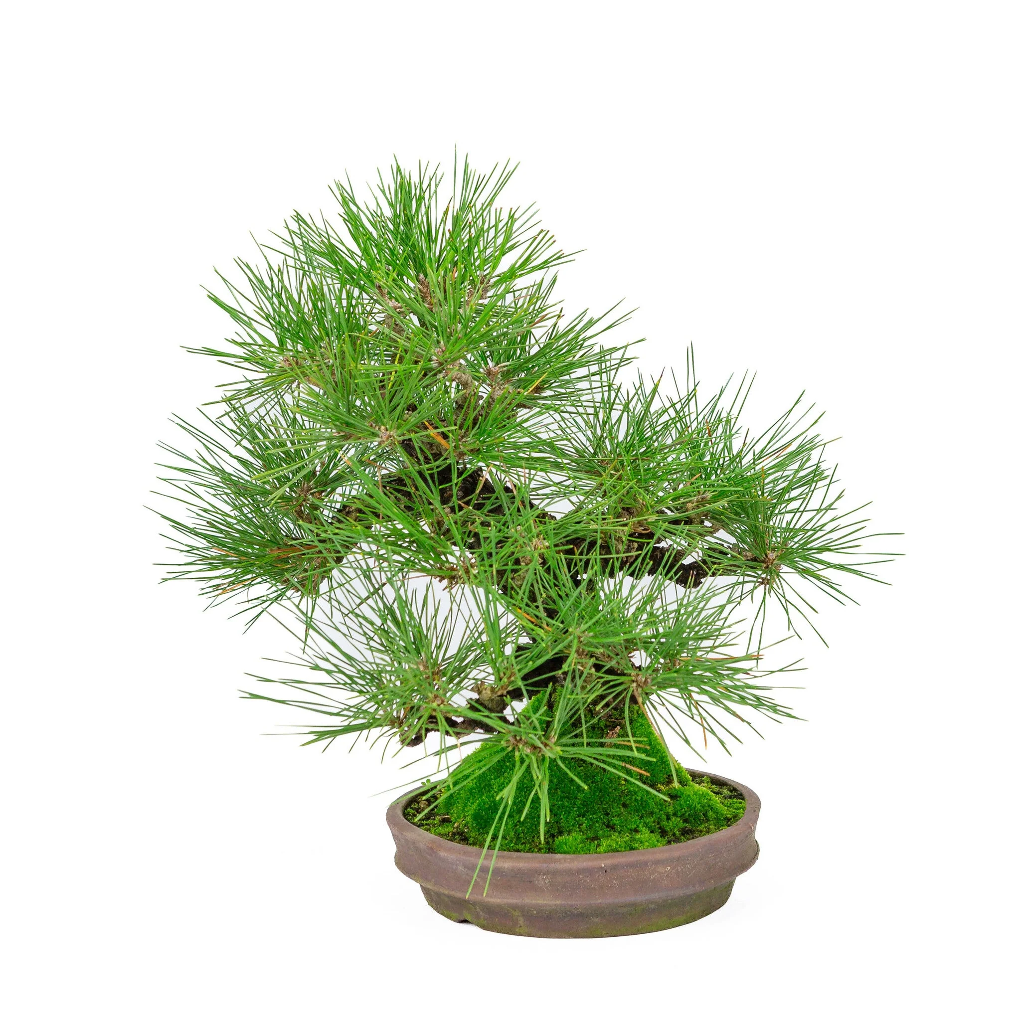 Pinus Thunbergii (Japanse zwarte den), hoogte ~37cm - Image 3