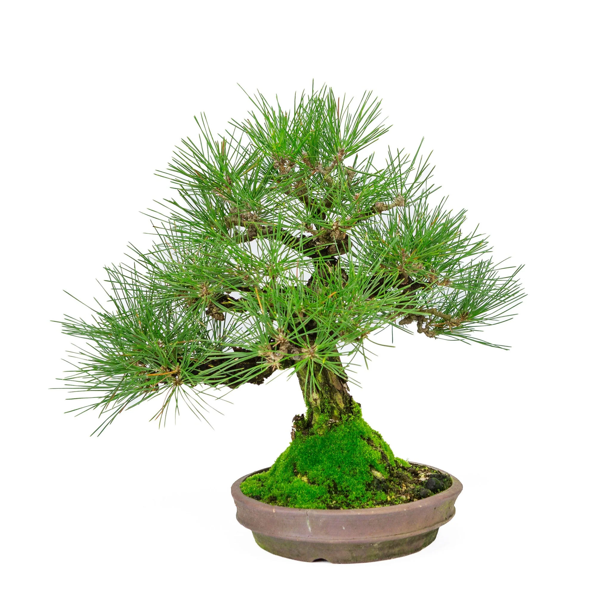 Pinus Thunbergii (Japanse zwarte den), hoogte ~37cm - Image 4