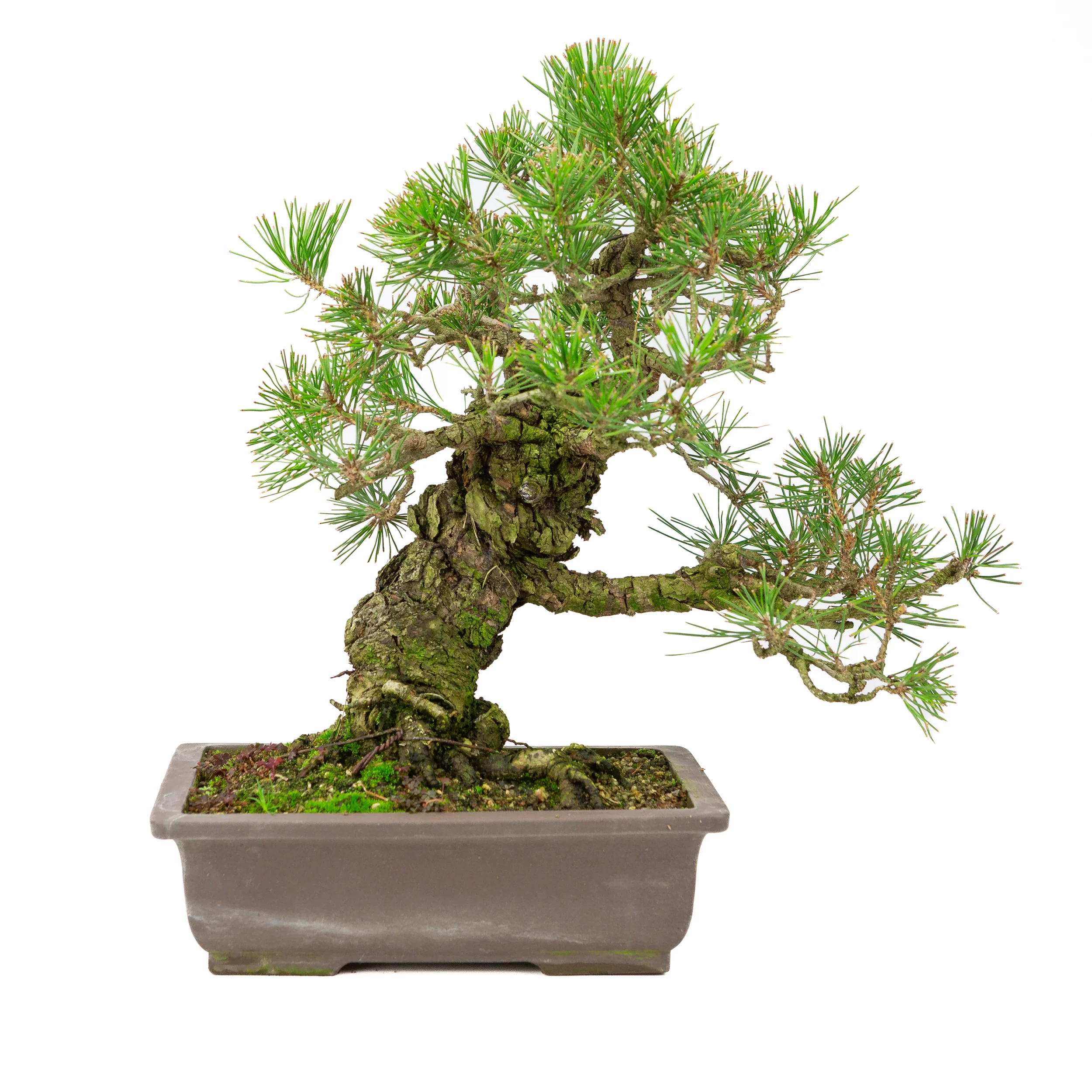 Pinus Thunbergii (Japanse zwarte den), hoogte ~44cm
