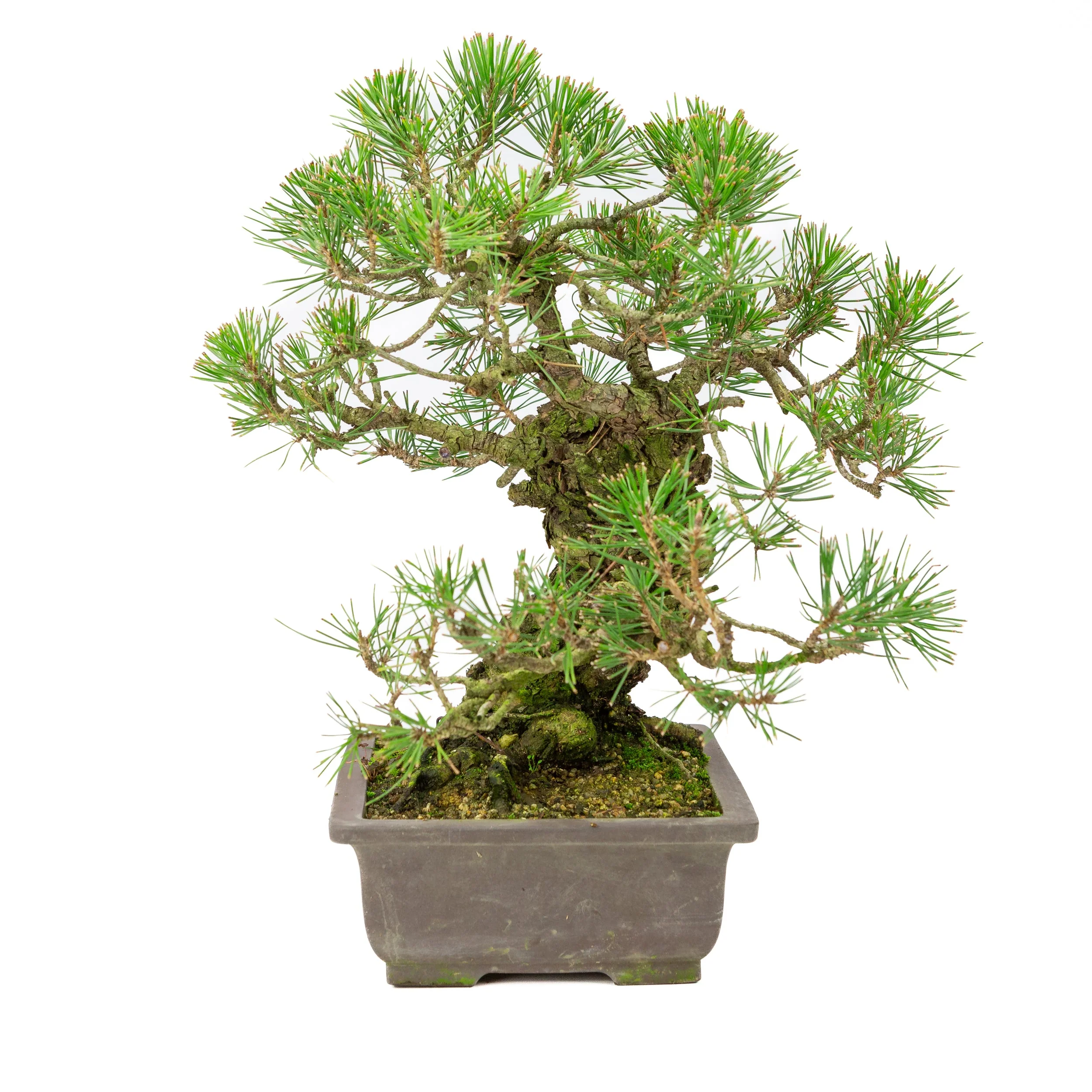 Pinus Thunbergii (Japanse zwarte den), hoogte ~44cm - Image 2