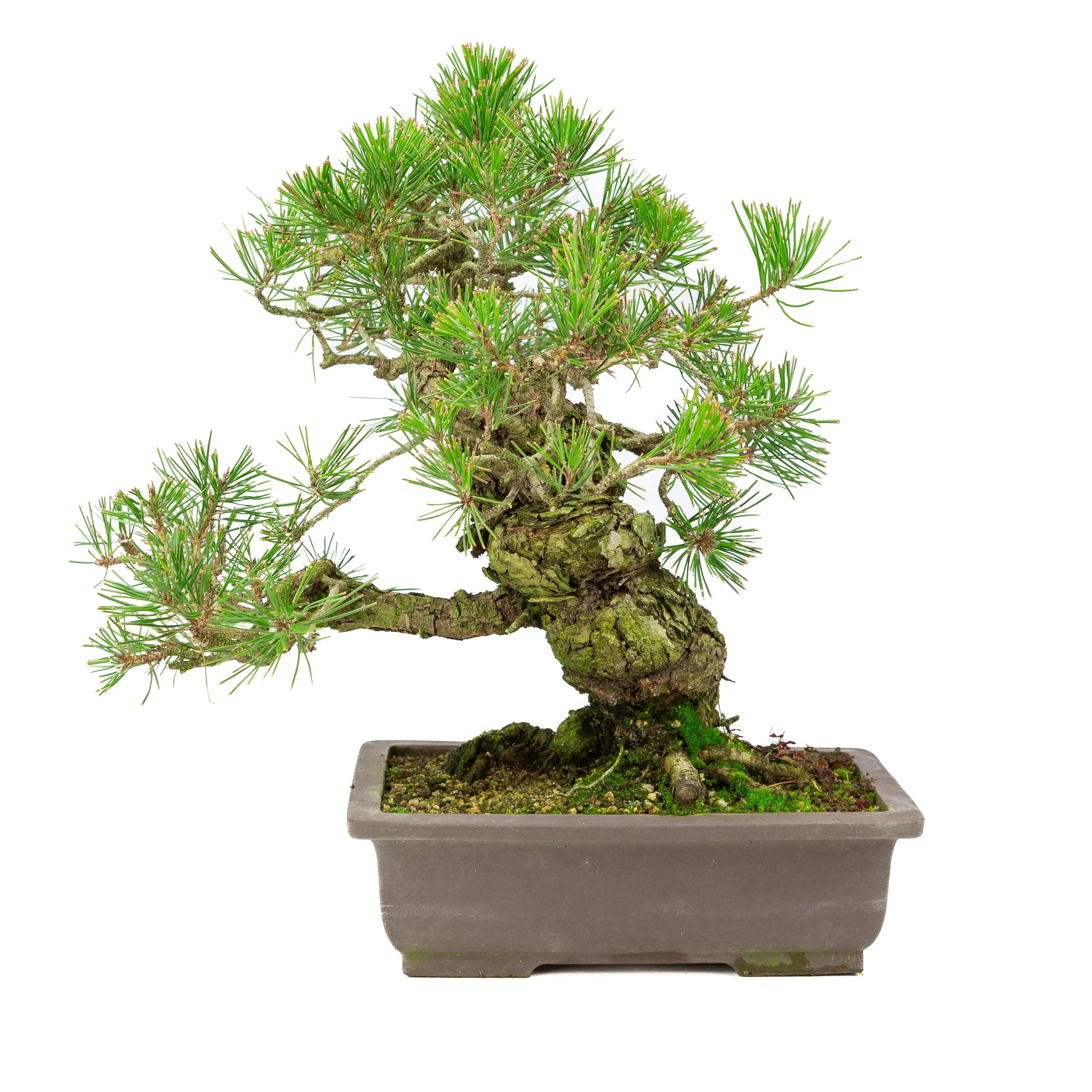 Pinus Thunbergii (Japanse zwarte den), hoogte ~44cm - Image 3