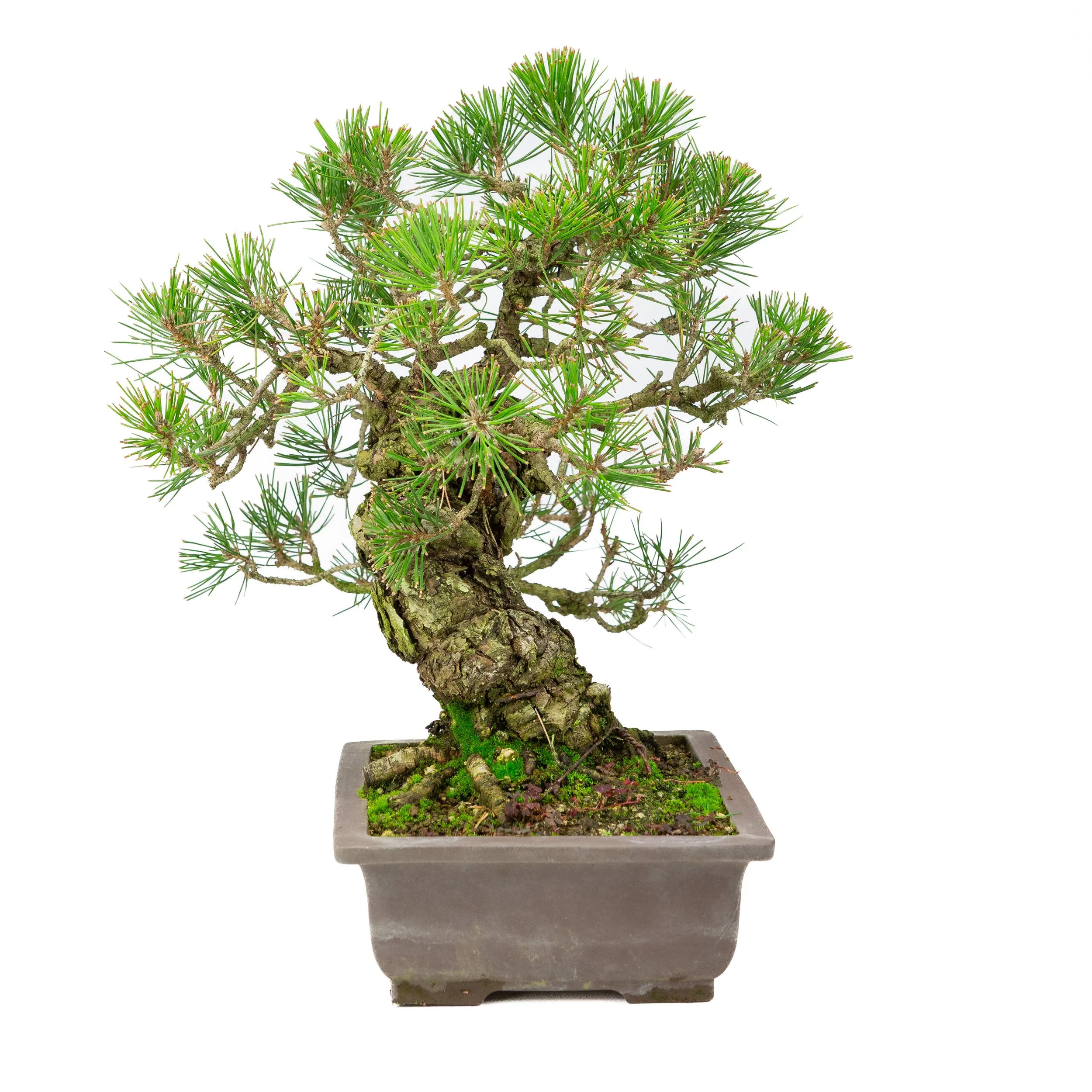 Pinus Thunbergii (Japanse zwarte den), hoogte ~44cm - Image 4