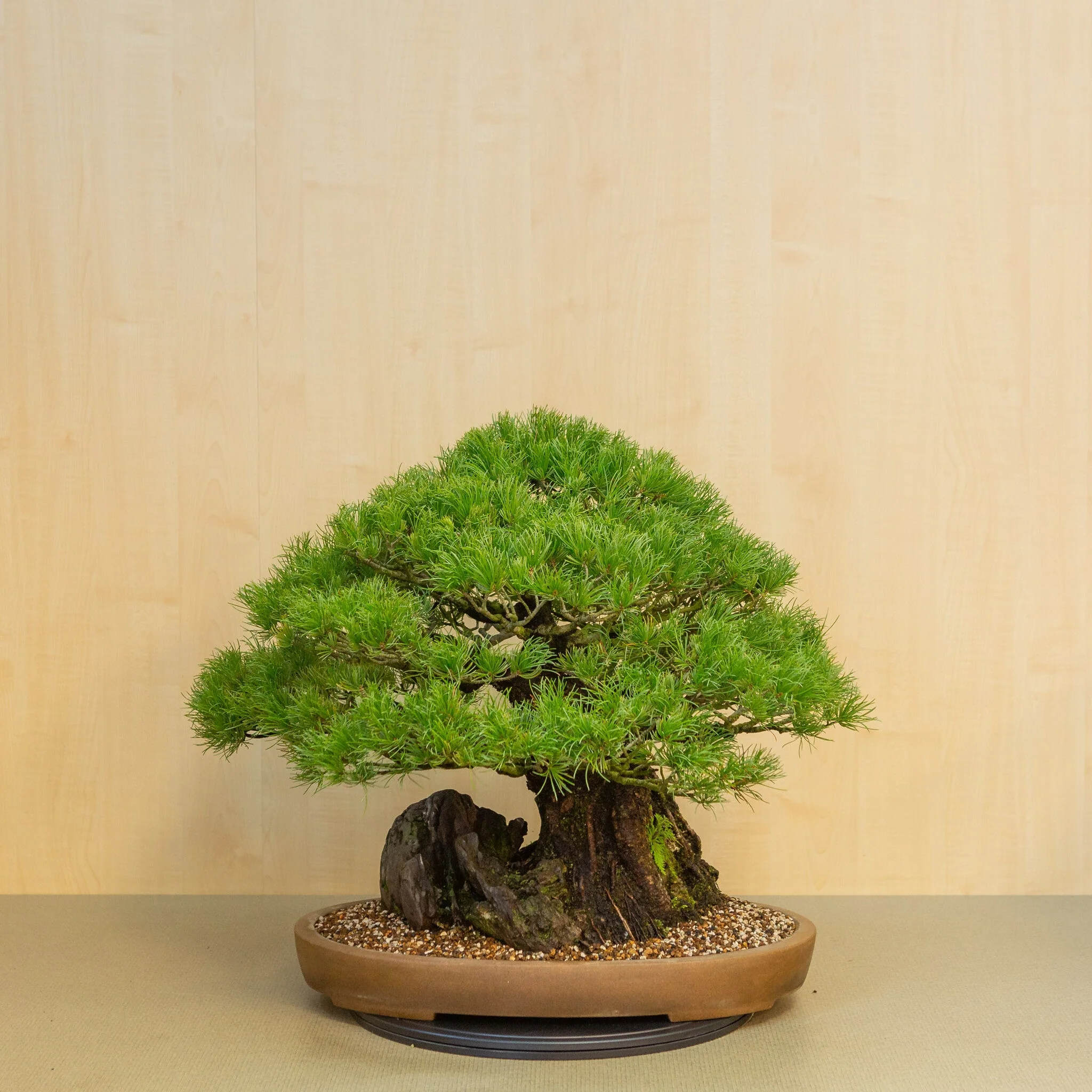 Pinus thunbergii met steen ongeglazuurde pot 50 cm, hoogte ~58cm - Image 3