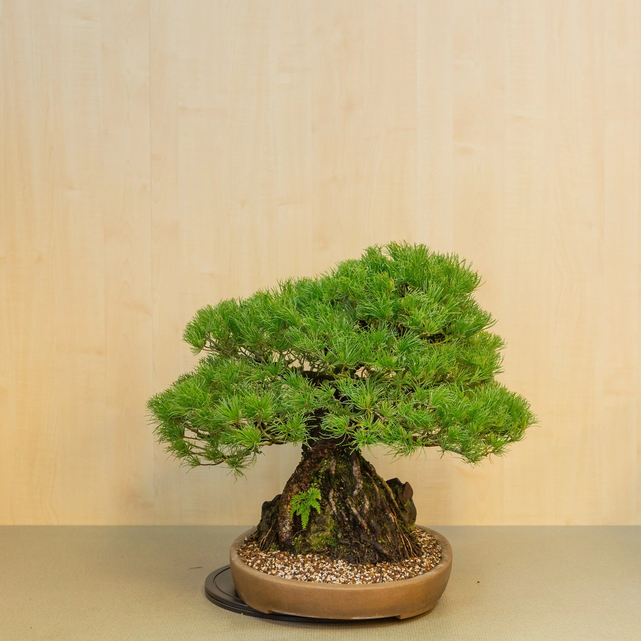 Pinus thunbergii met steen ongeglazuurde pot 50 cm, hoogte ~58cm - Image 4