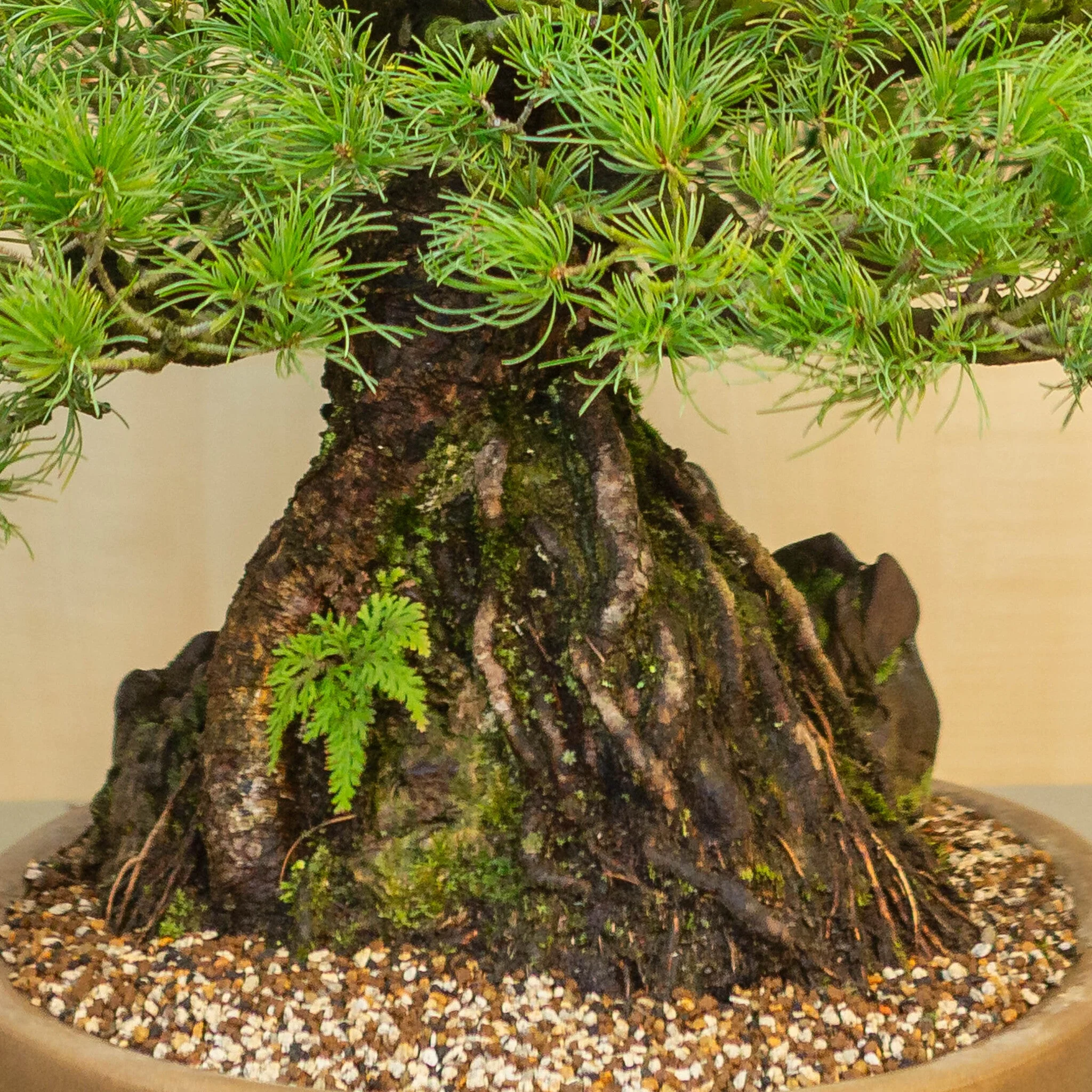 Pinus thunbergii met steen ongeglazuurde pot 50 cm, hoogte ~58cm - Image 5