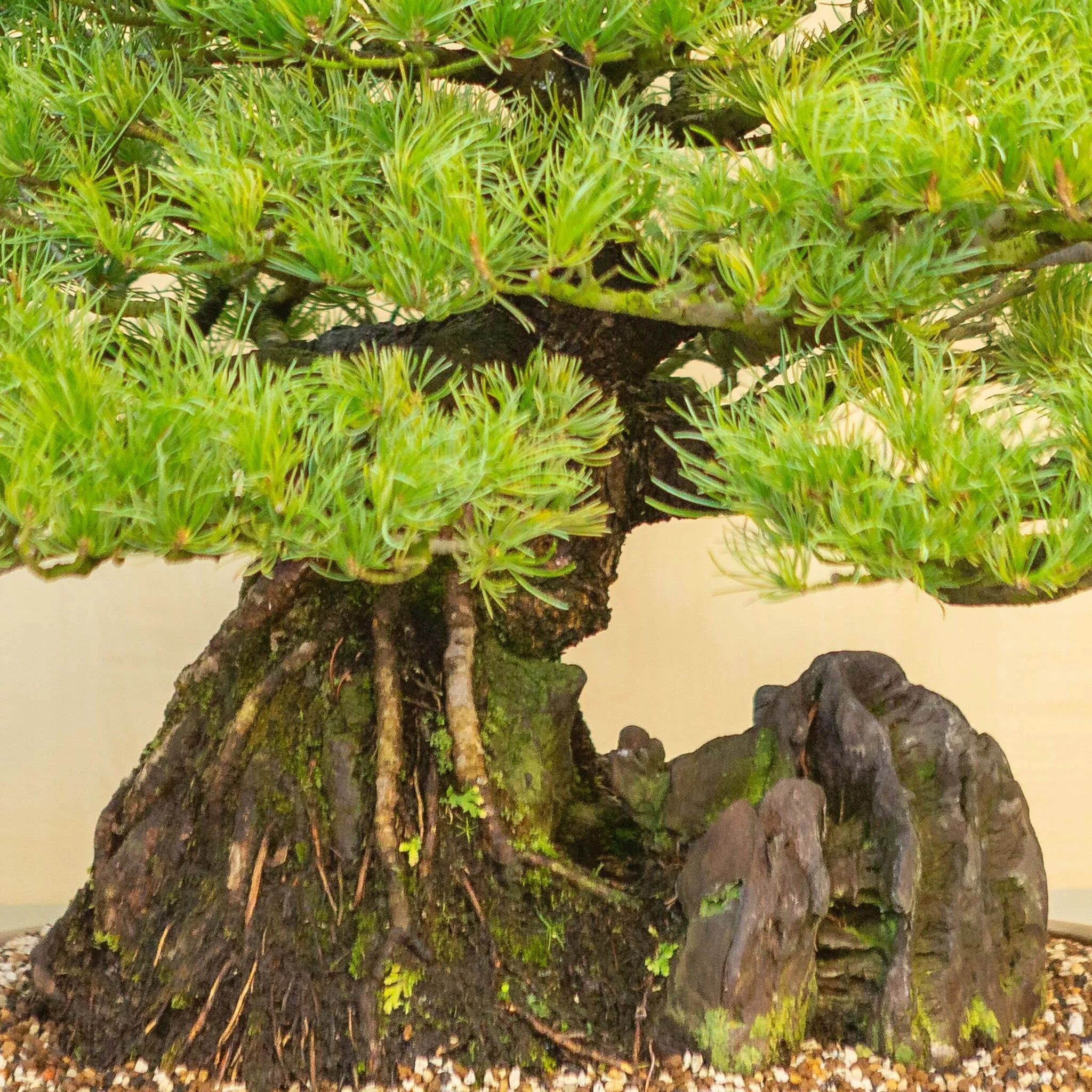 Pinus thunbergii met steen ongeglazuurde pot 50 cm, hoogte ~58cm - Image 6