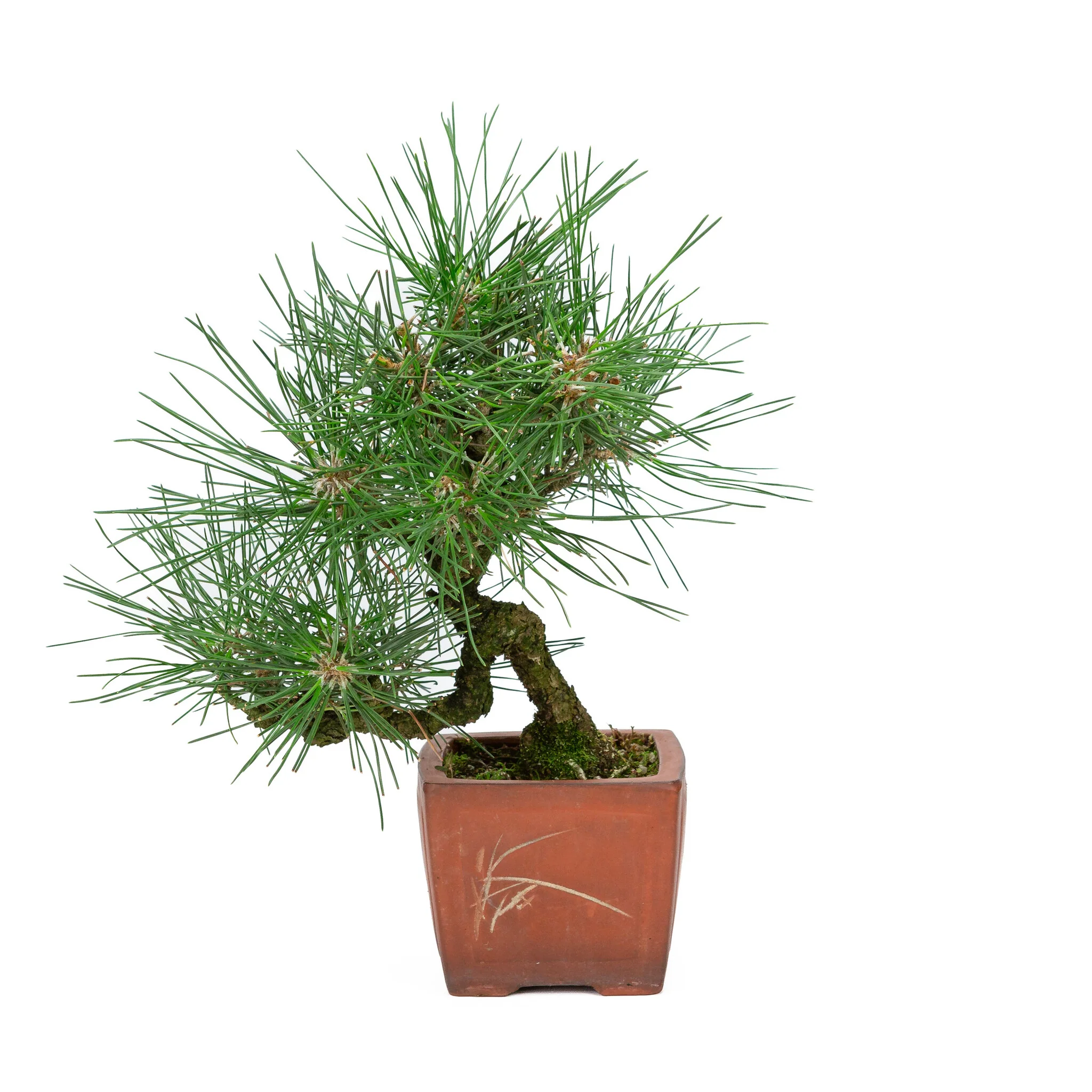 Miniatuur 1