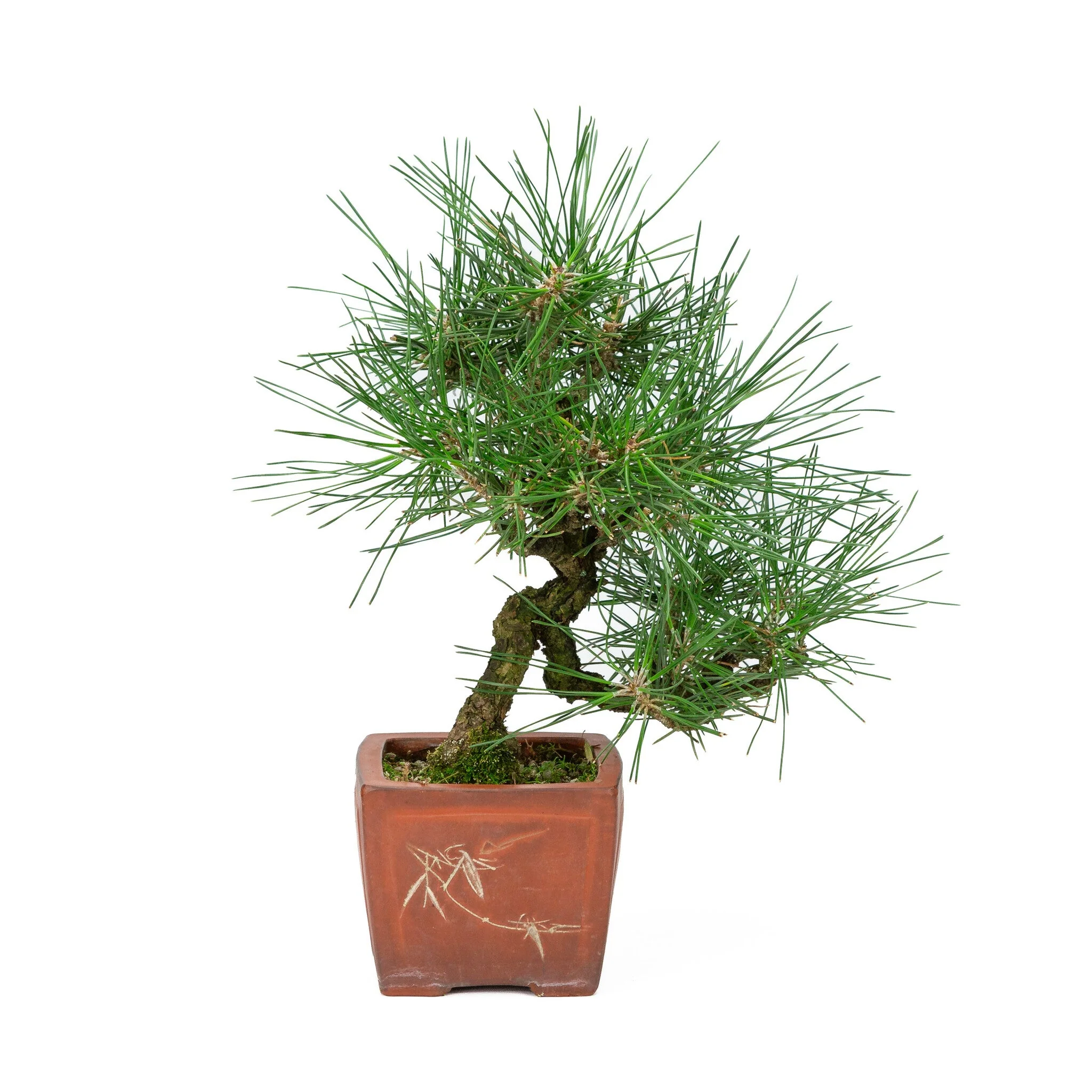 Pinus thunbergii ongeglazuurde vierhoekige pot 11cm, hoogte ~35cm - Image 3