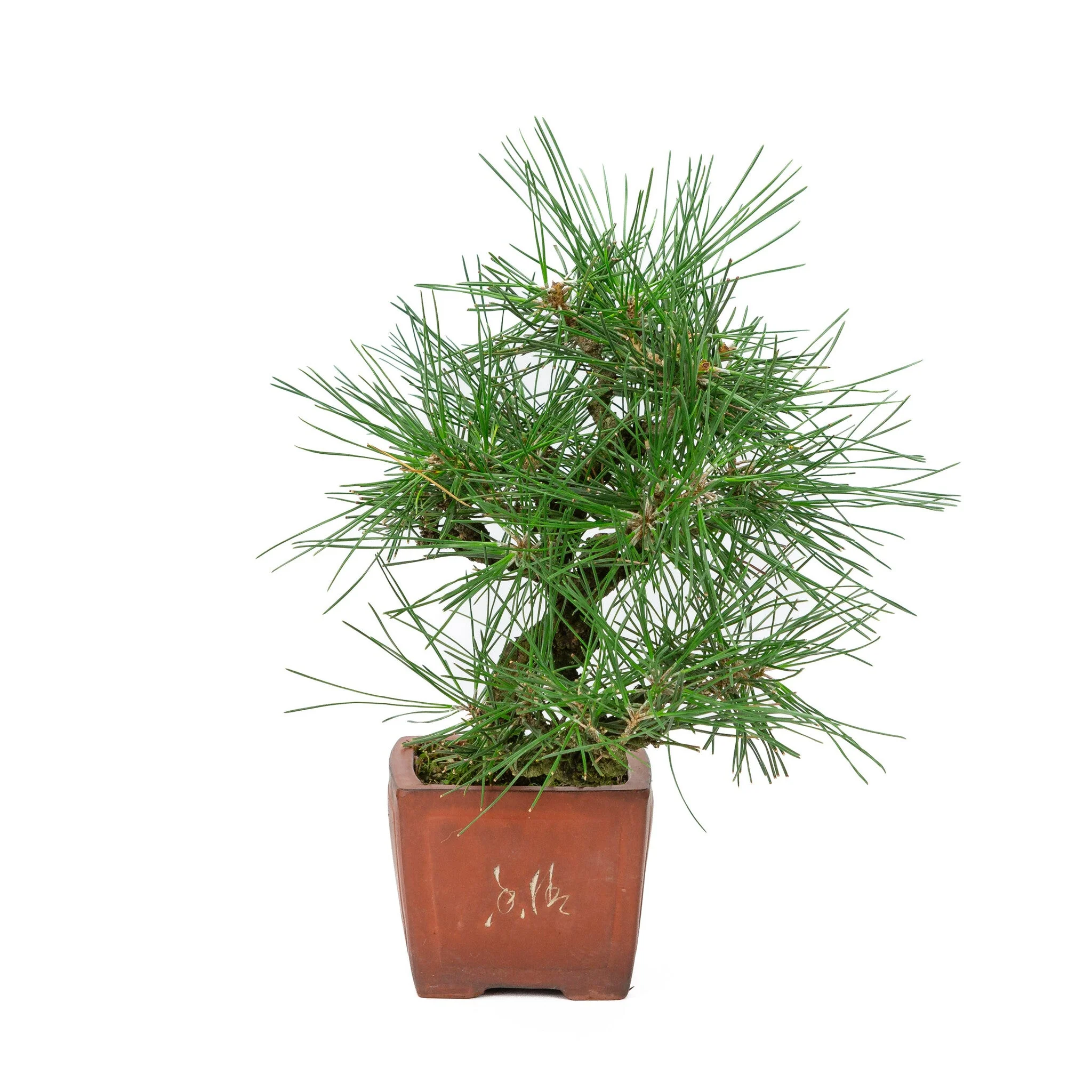 Pinus thunbergii ongeglazuurde vierhoekige pot 11cm, hoogte ~35cm - Image 4
