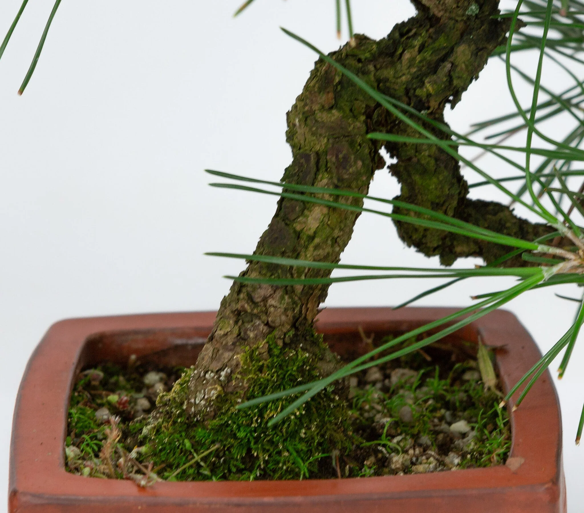 Pinus thunbergii ongeglazuurde vierhoekige pot 11cm, hoogte ~35cm - Image 6