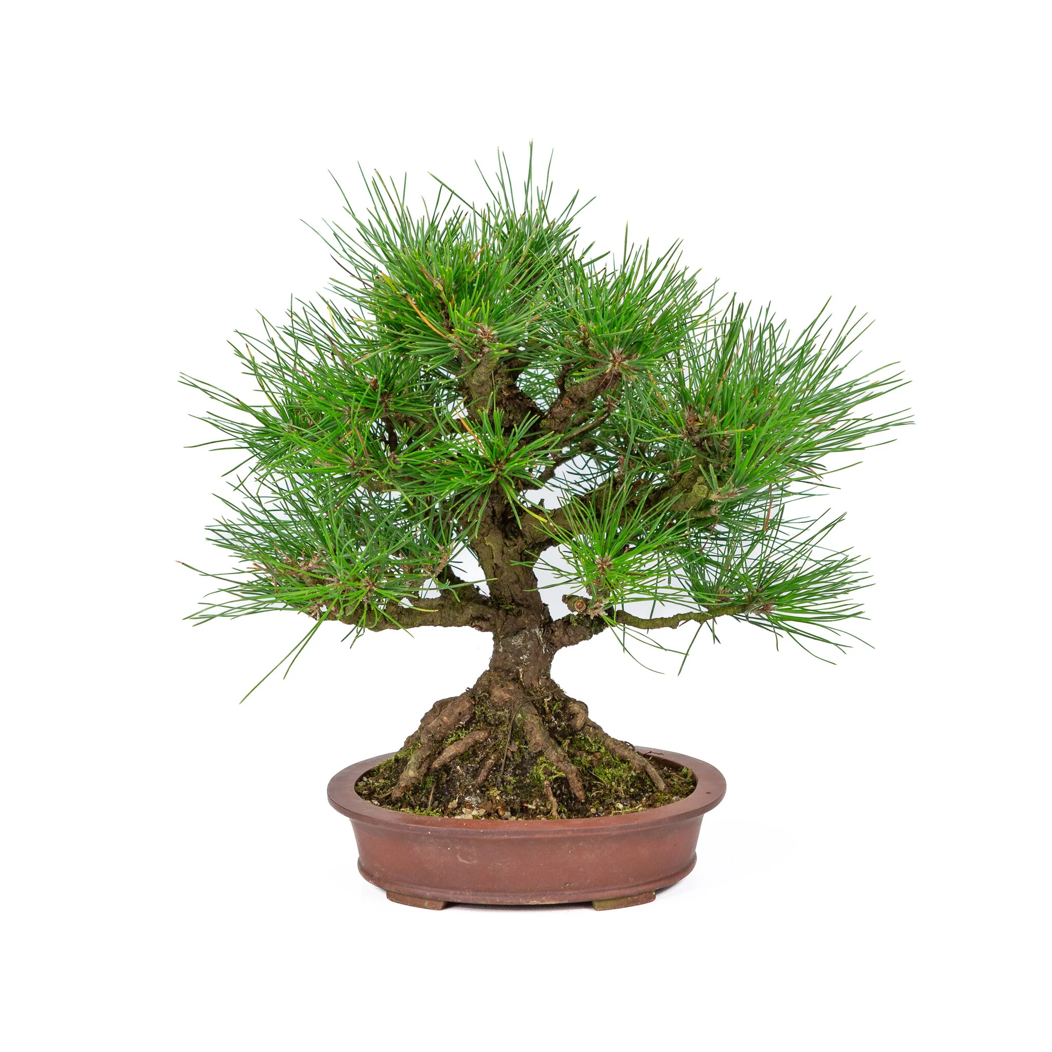 Miniatuur 1