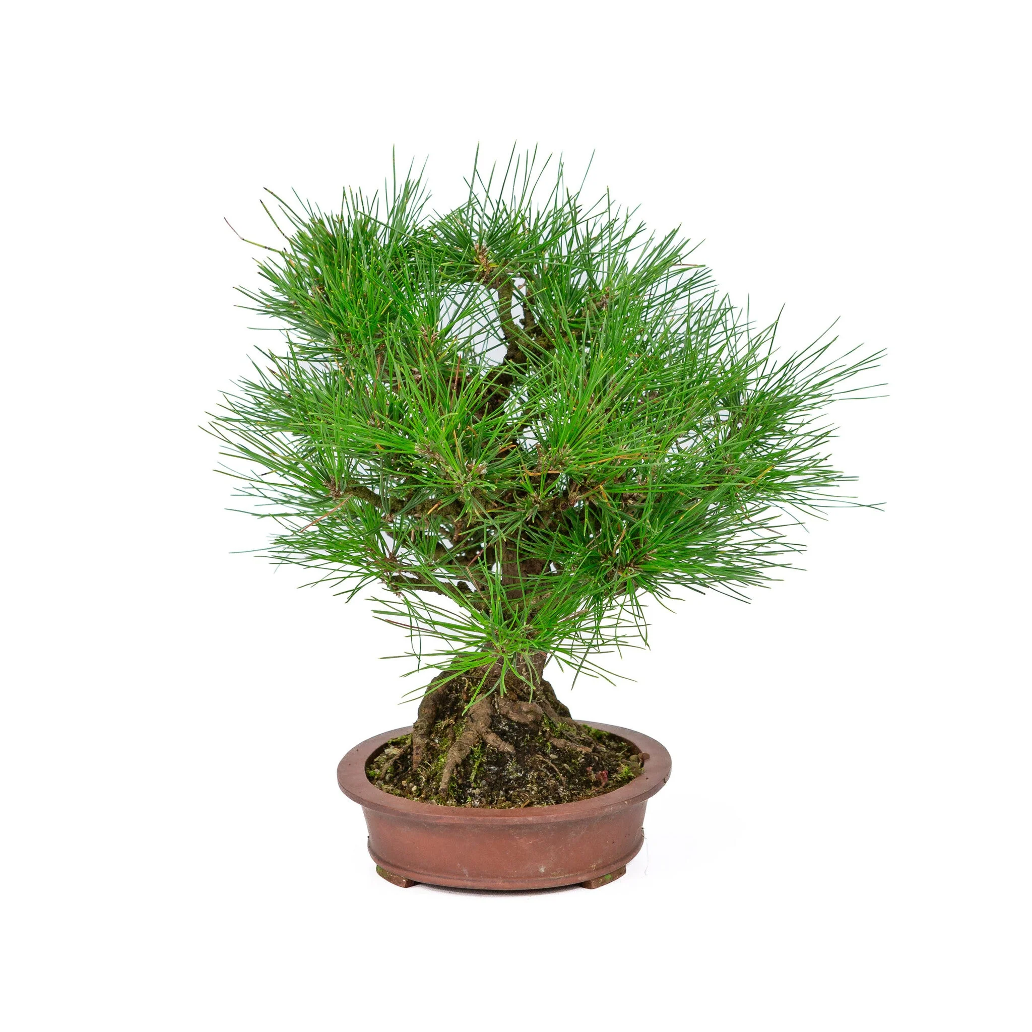 Miniatuur 2