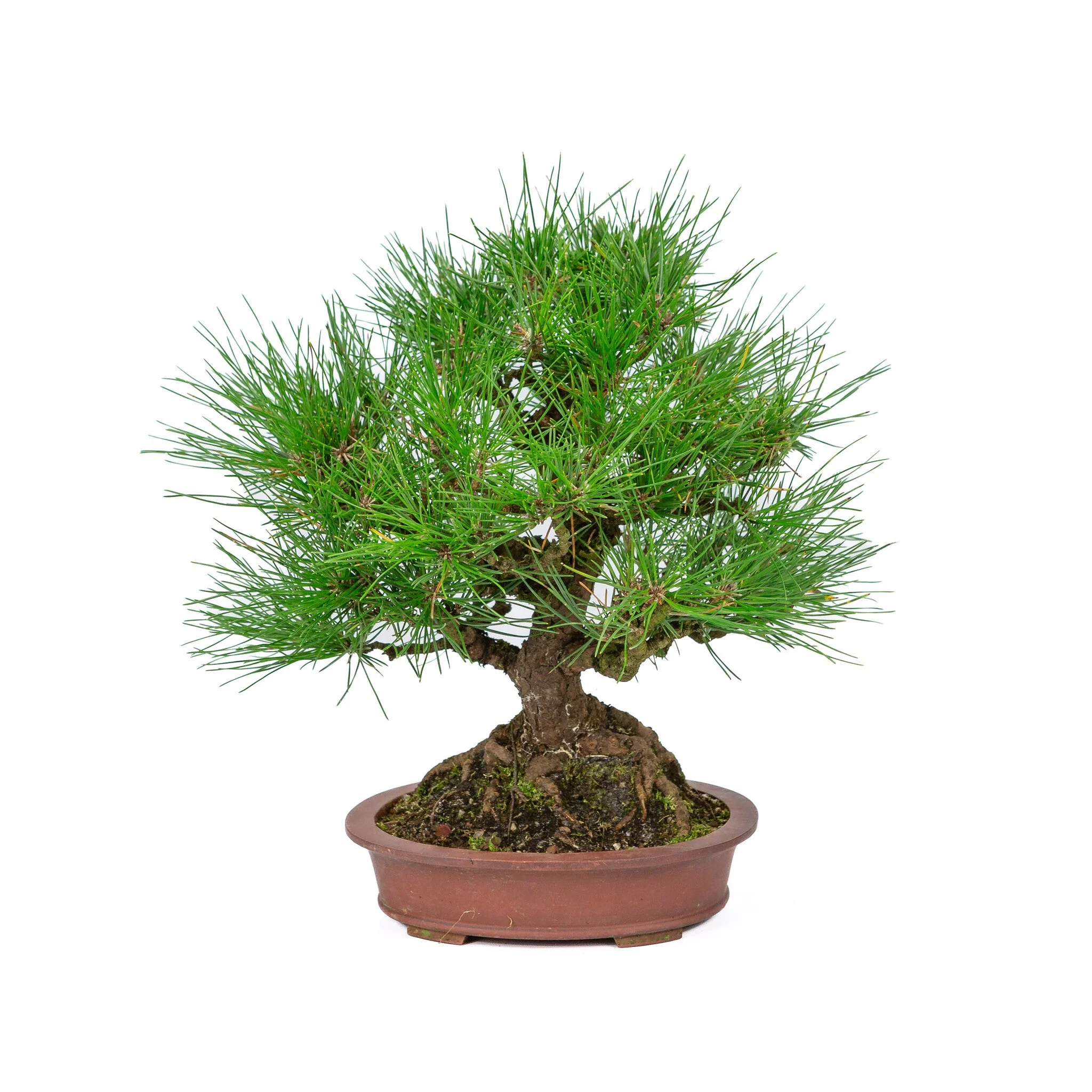 Pinus thunbergii ongeglazuurde ovale pot 19cm, hoogte ~30cm - Image 3