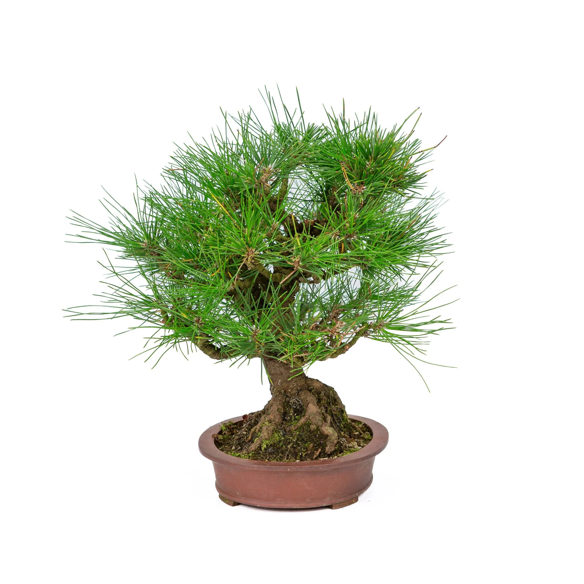 Pinus thunbergii ongeglazuurde ovale pot 19cm, hoogte ~30cm - Image 4