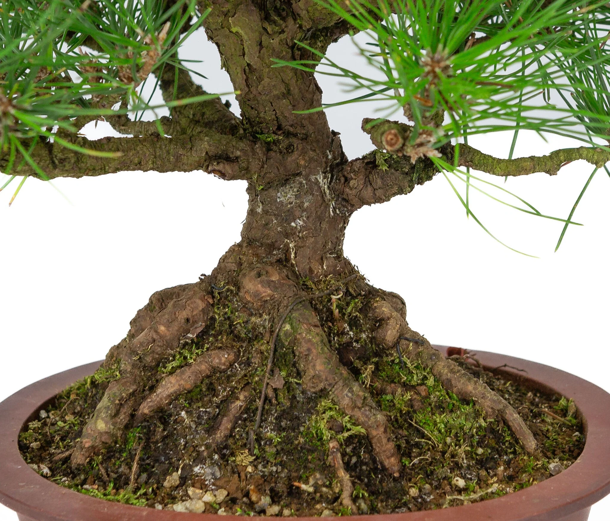 Pinus thunbergii ongeglazuurde ovale pot 19cm, hoogte ~30cm - Image 5