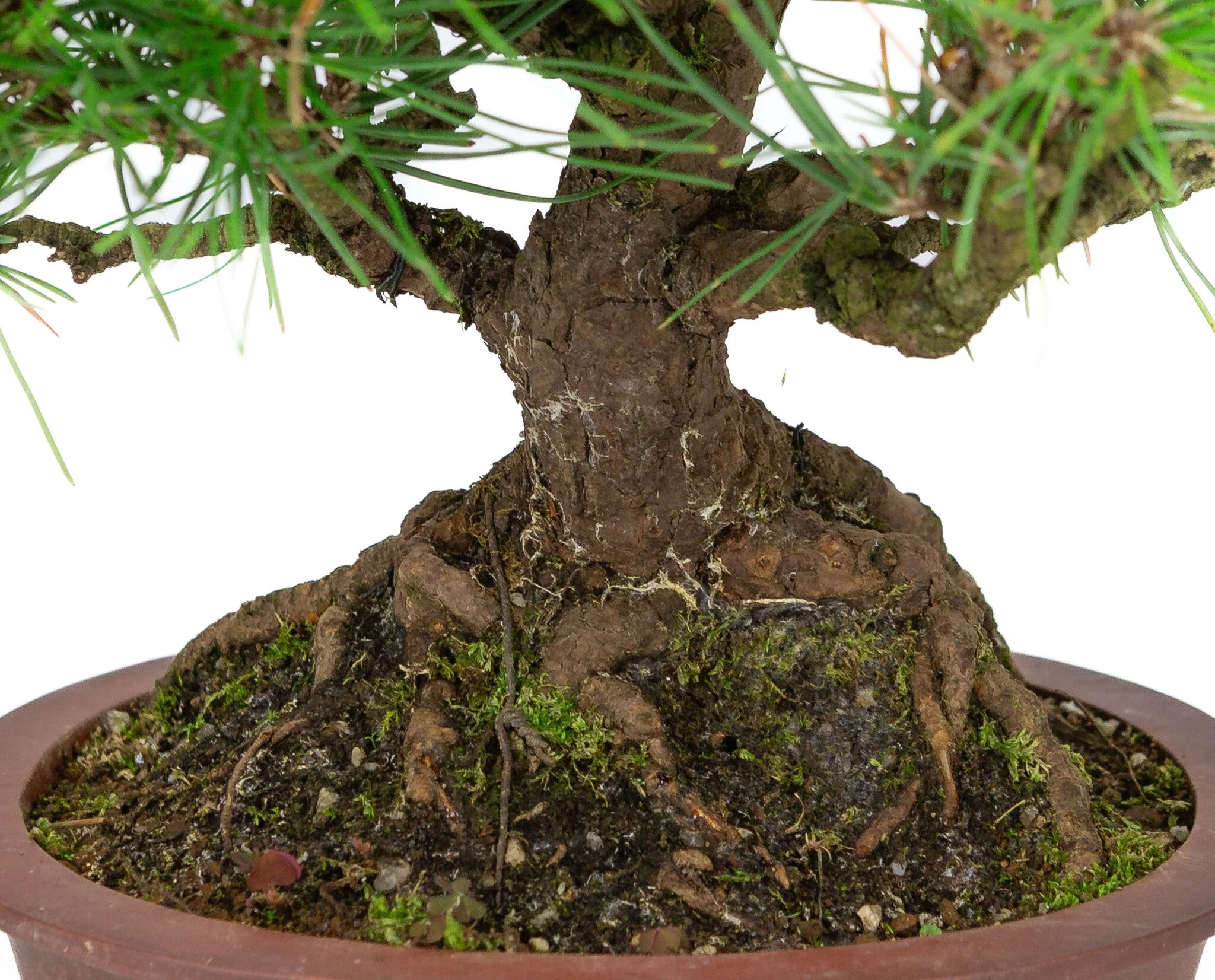 Pinus thunbergii ongeglazuurde ovale pot 19cm, hoogte ~30cm - Image 6