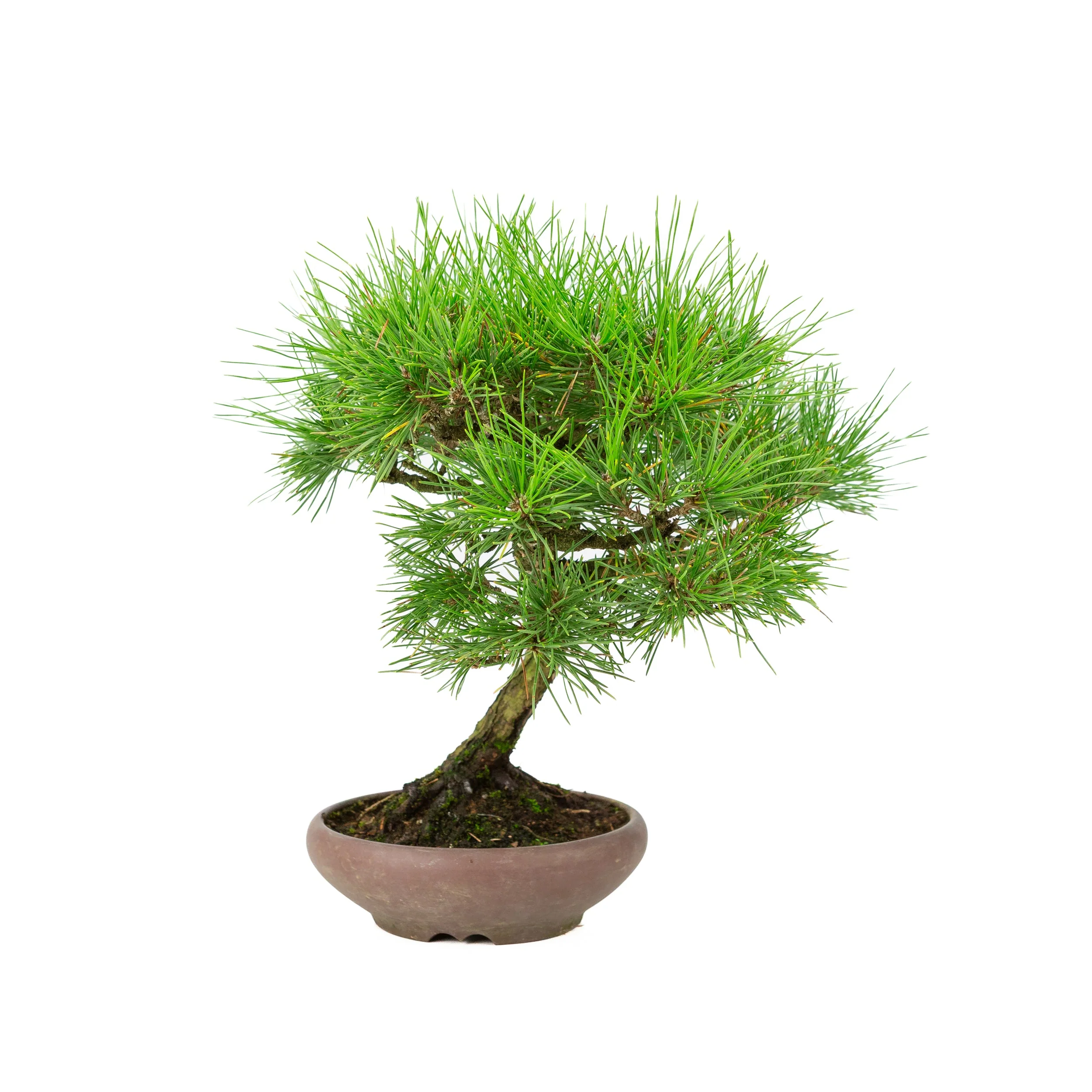 Pinus thunbergii ongeglazuurde pot 17cm, hoogte ~36cm - Image 2