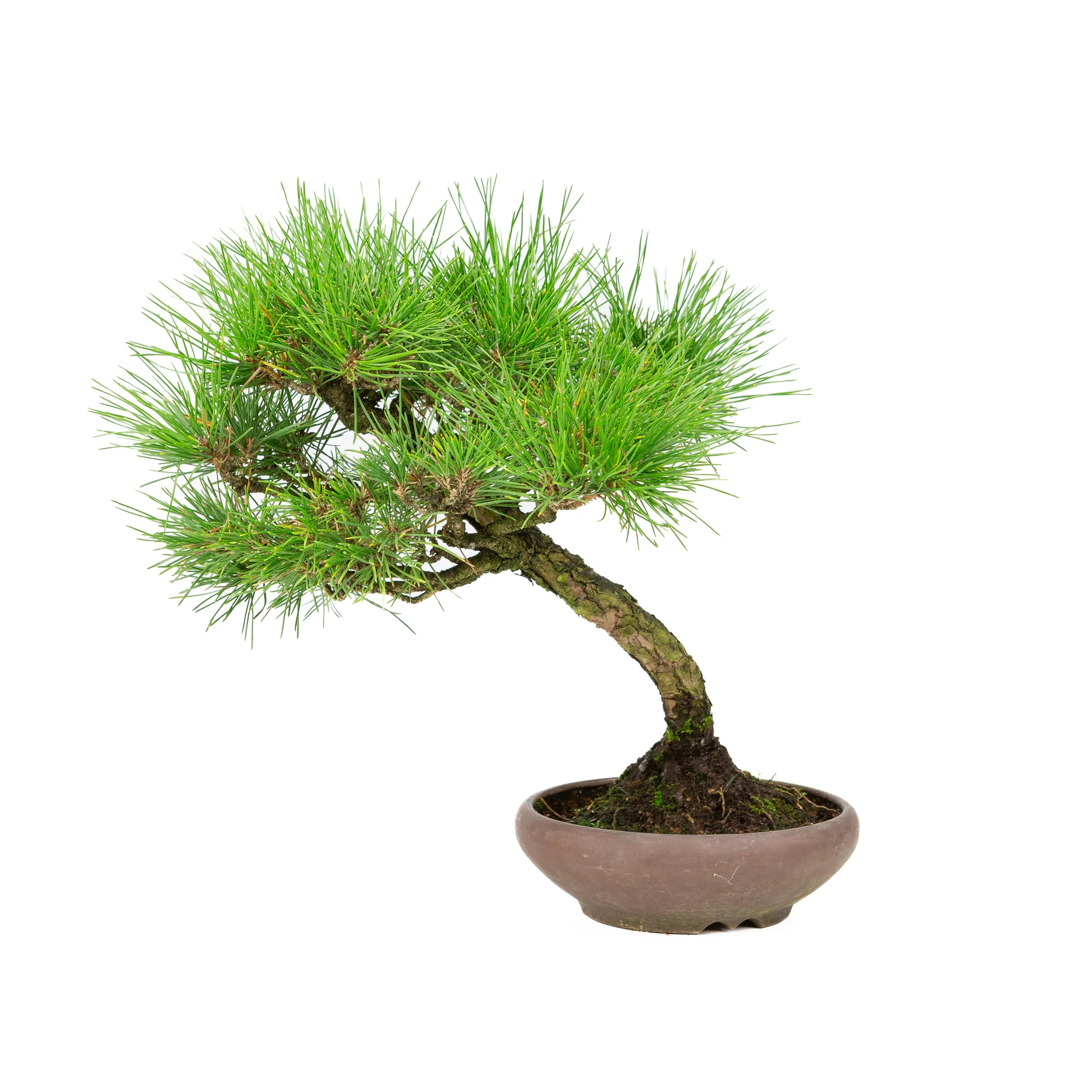 Pinus thunbergii ongeglazuurde pot 17cm, hoogte ~36cm - Image 3
