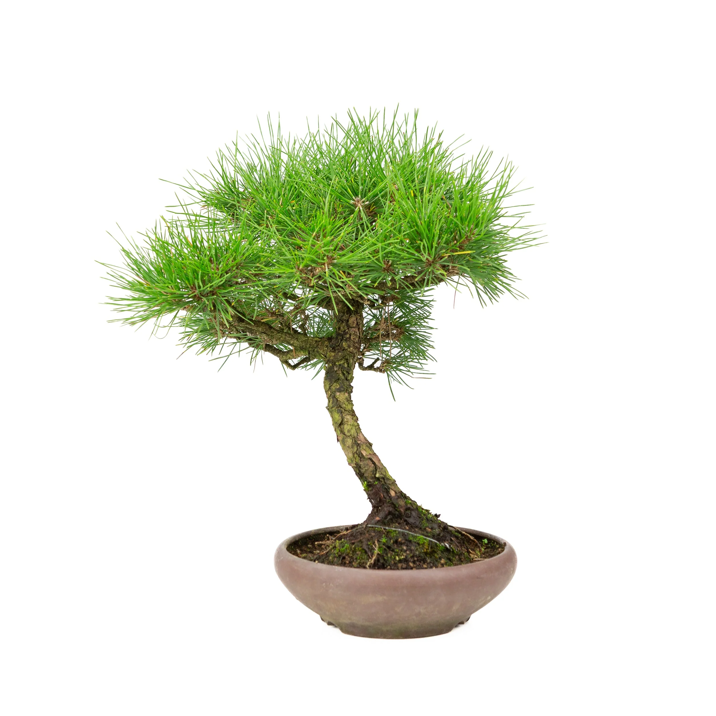 Pinus thunbergii ongeglazuurde pot 17cm, hoogte ~36cm - Image 4