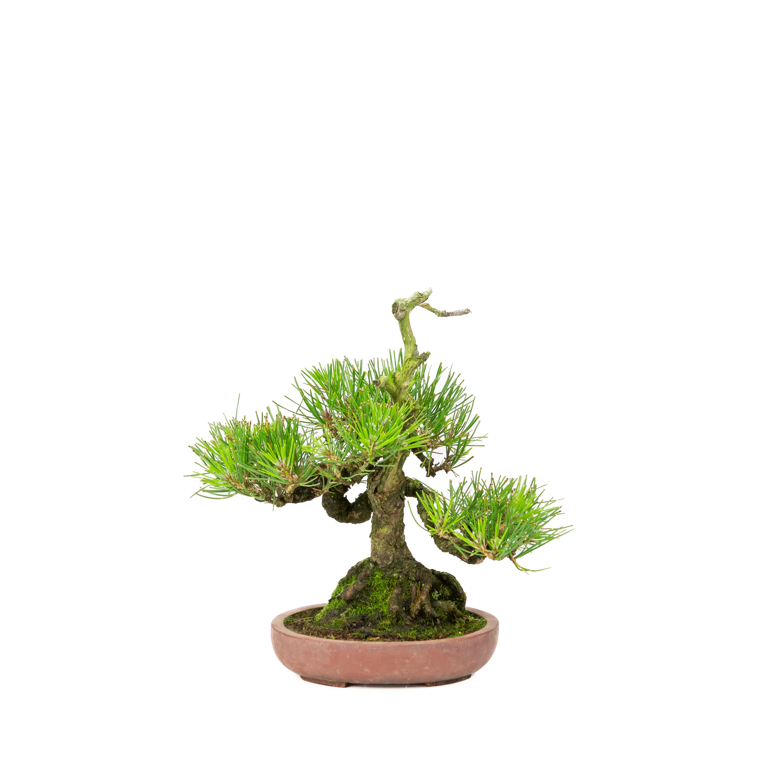 Pinus thunbergii ongeglazuurde pot 15cm, hoogte ~25cm