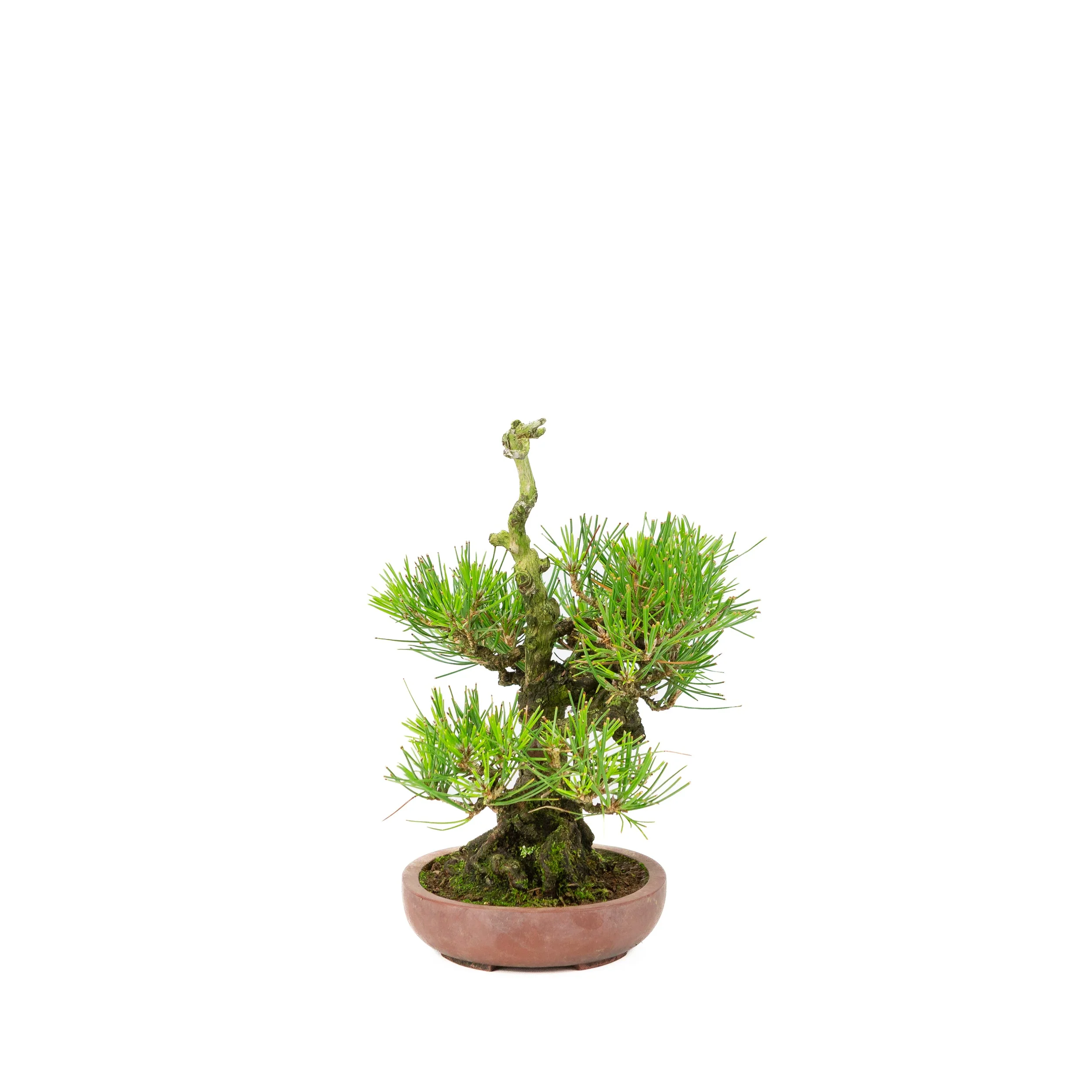 Pinus thunbergii ongeglazuurde pot 15cm, hoogte ~25cm - Image 2