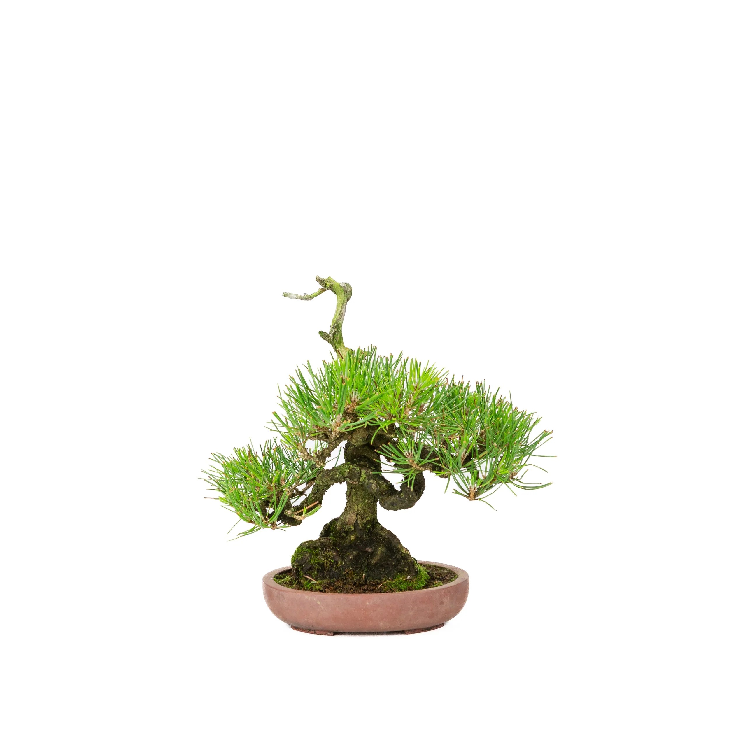Pinus thunbergii ongeglazuurde pot 15cm, hoogte ~25cm - Image 3
