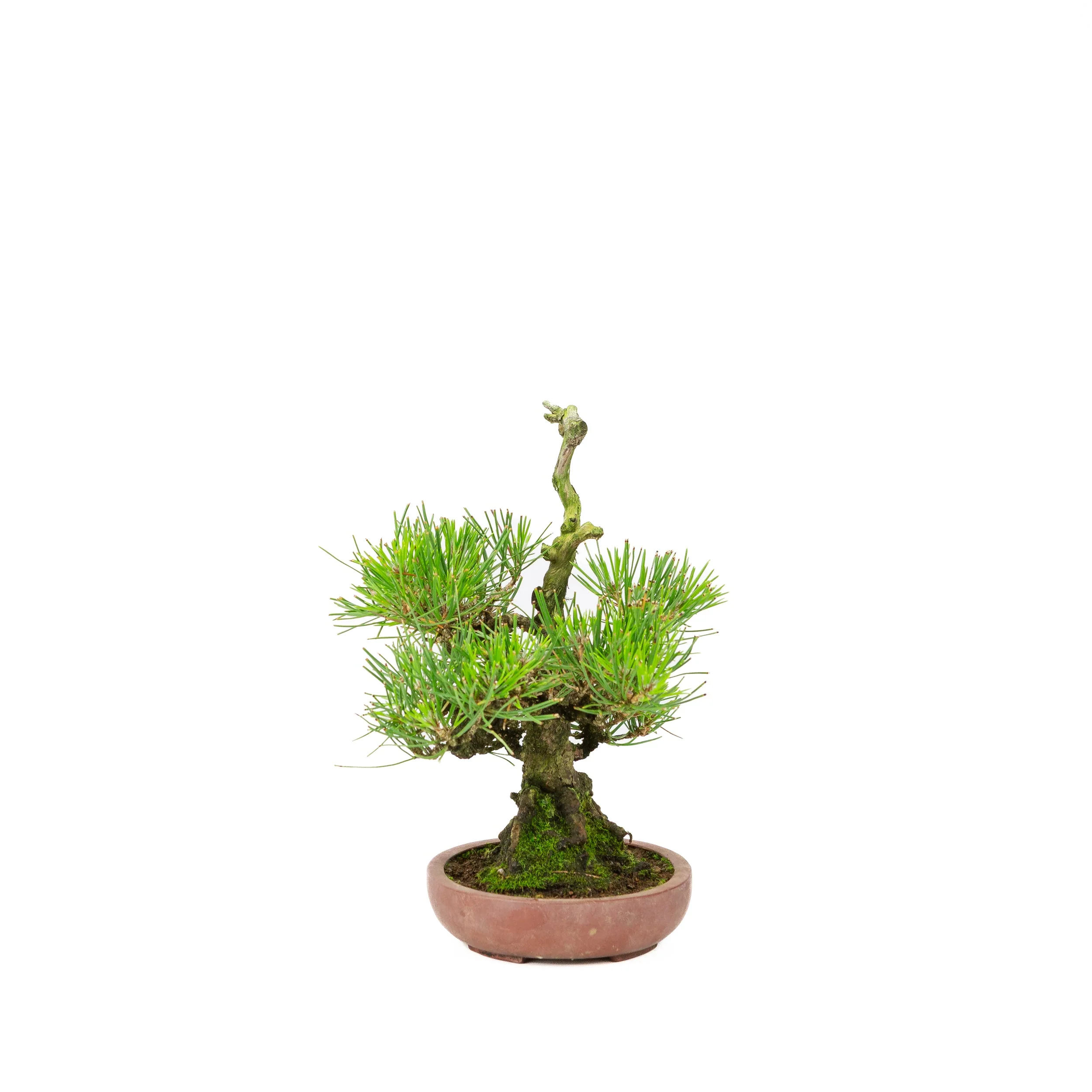 Pinus thunbergii ongeglazuurde pot 15cm, hoogte ~25cm - Image 4