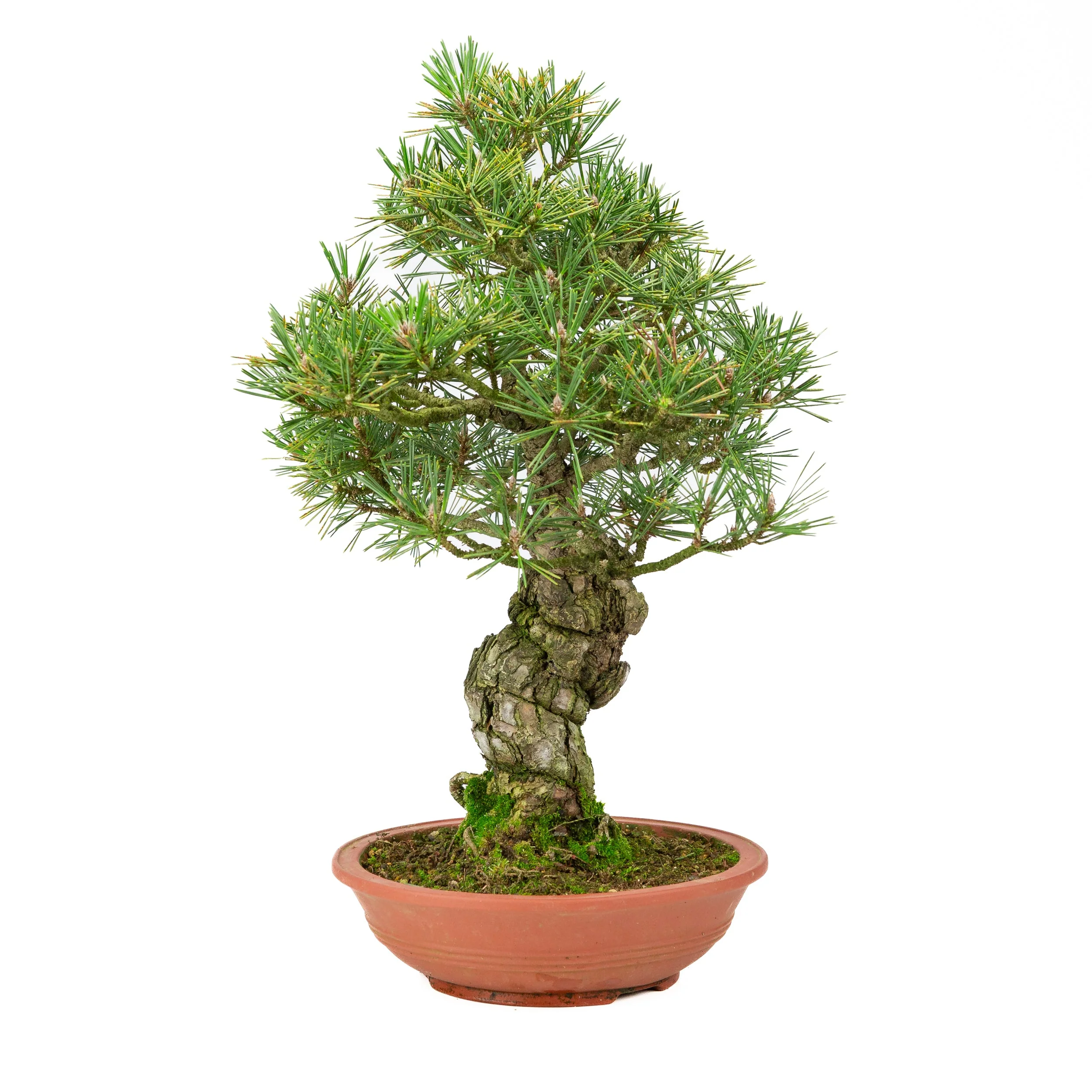 Pinus thunbergii ongeglazuurde pot 25m, hoogte ~52cm - Image 2