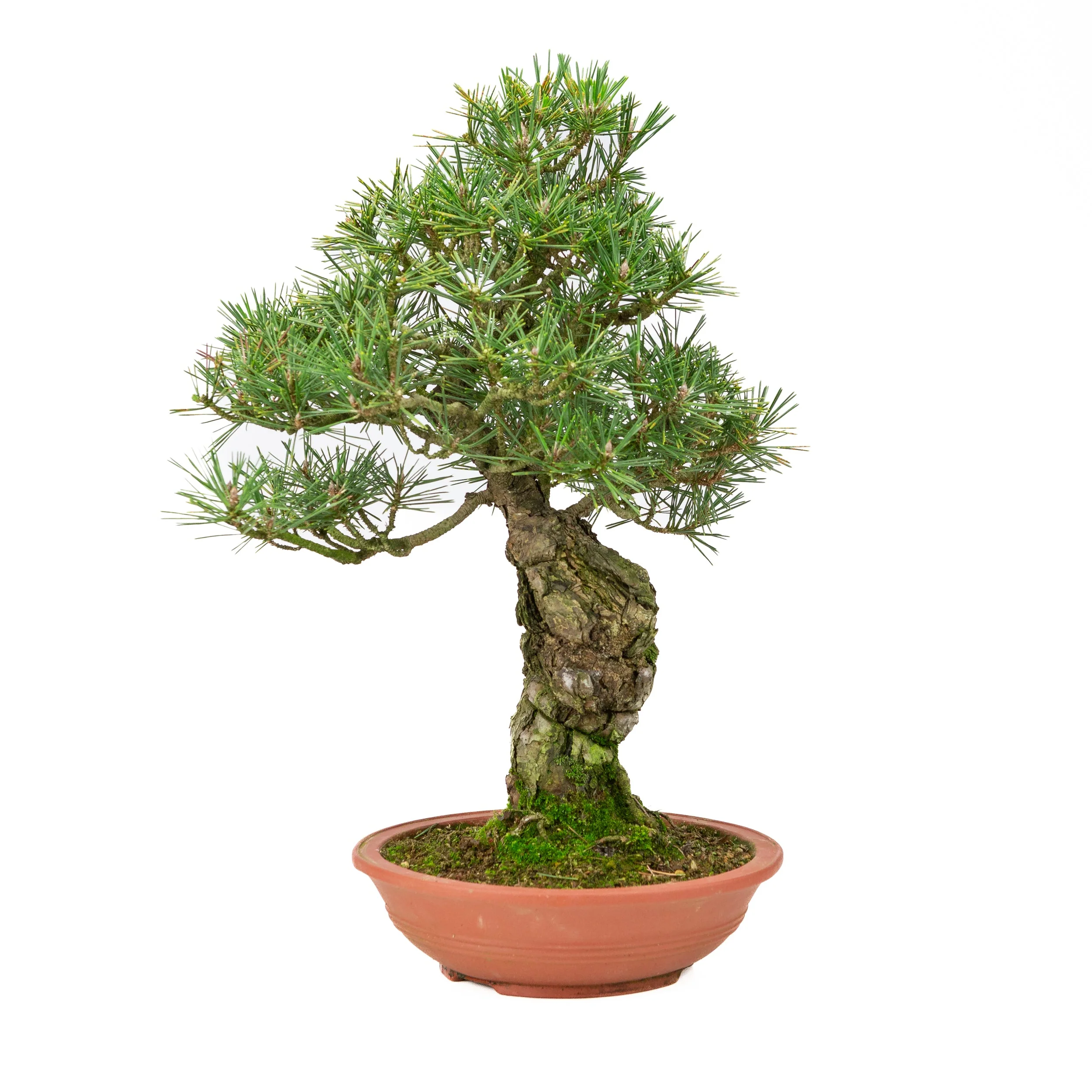 Pinus thunbergii ongeglazuurde pot 25m, hoogte ~52cm - Image 3