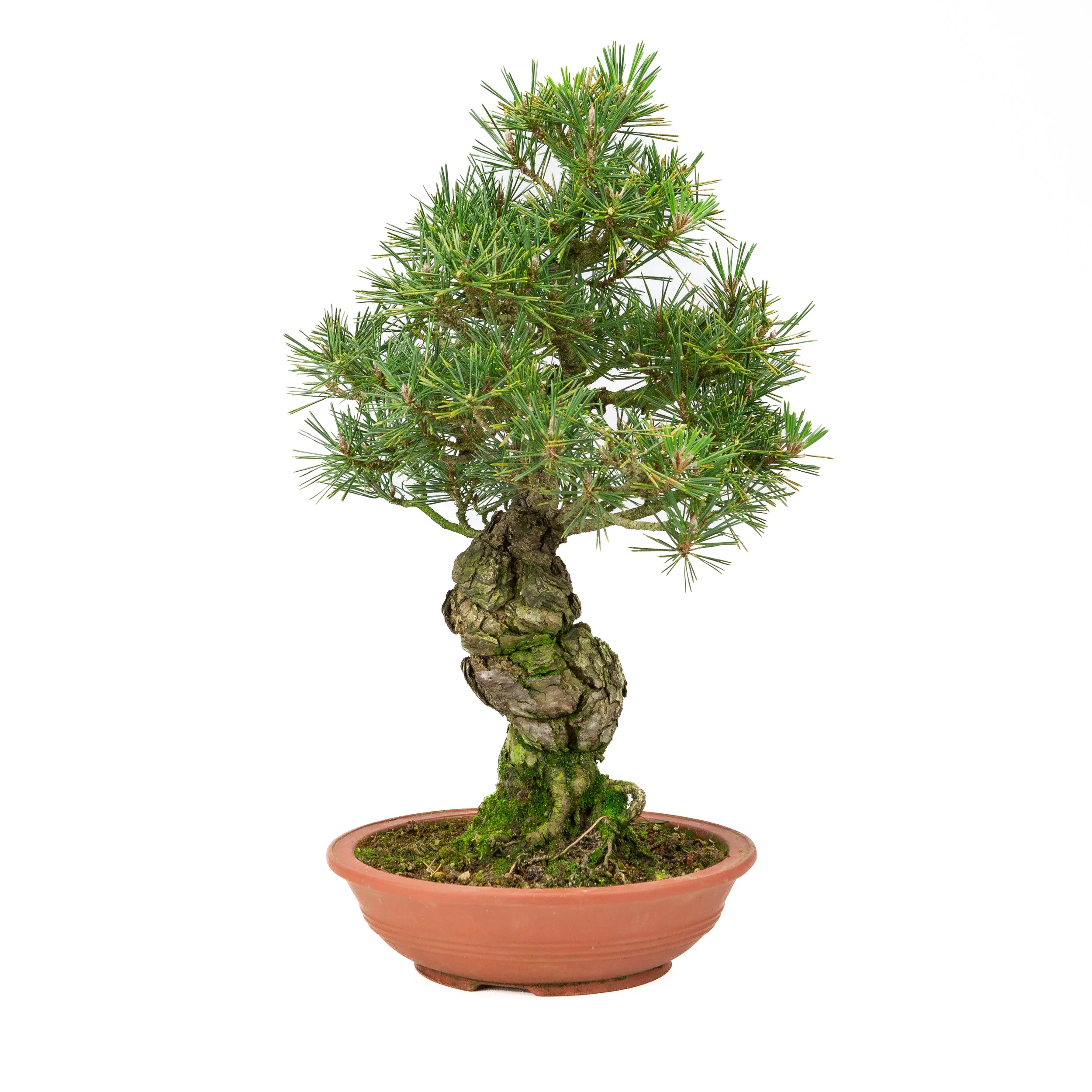 Pinus thunbergii ongeglazuurde pot 25m, hoogte ~52cm - Image 4