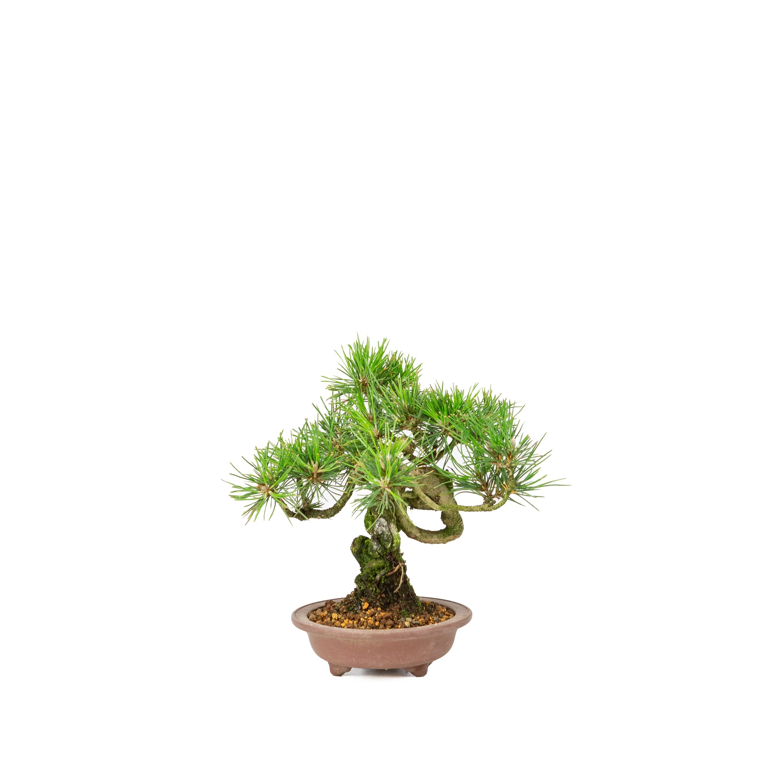 Pinus thunbergii ongeglazuurde pot 13m, hoogte ~24cm - Image 3