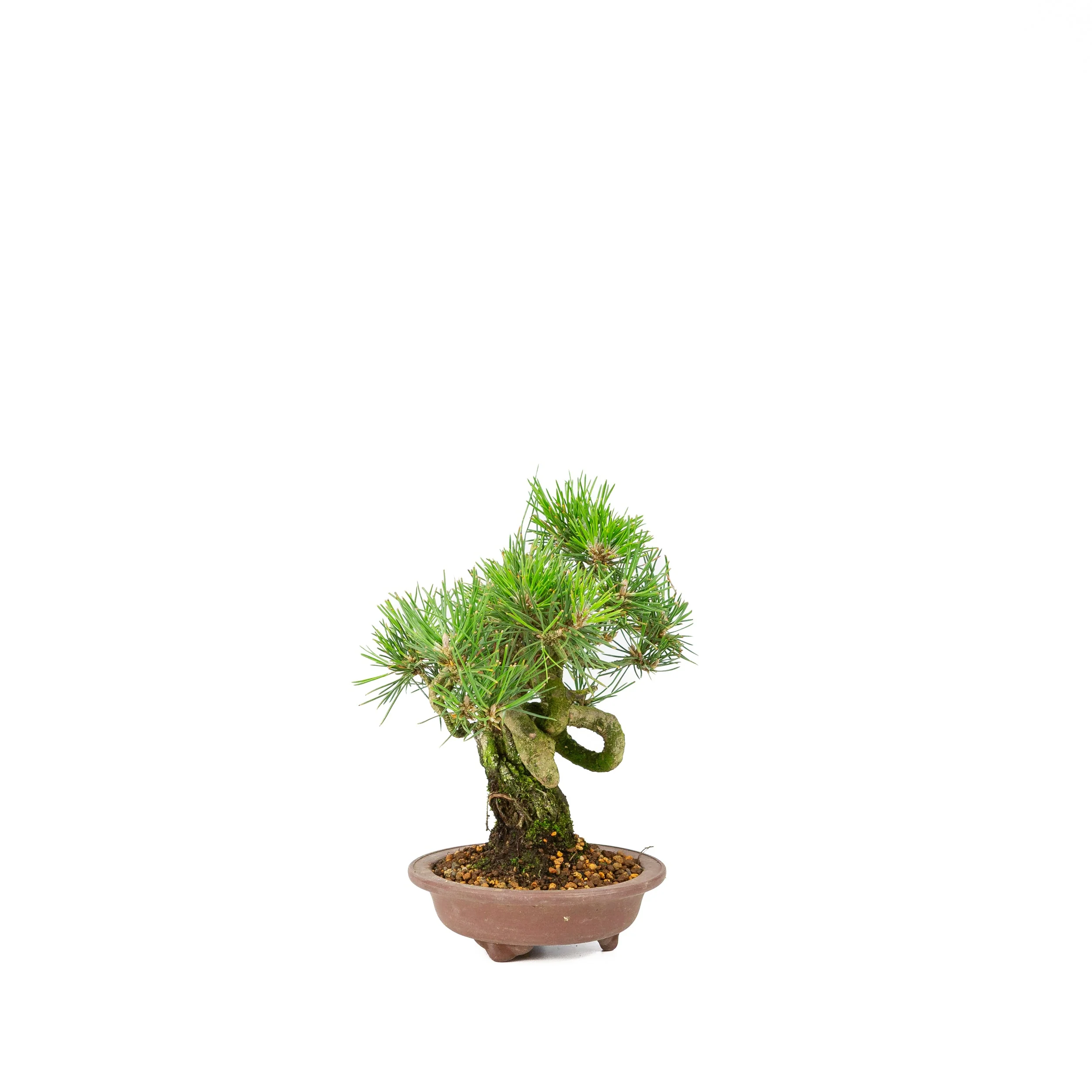 Pinus thunbergii ongeglazuurde pot 13m, hoogte ~24cm - Image 4