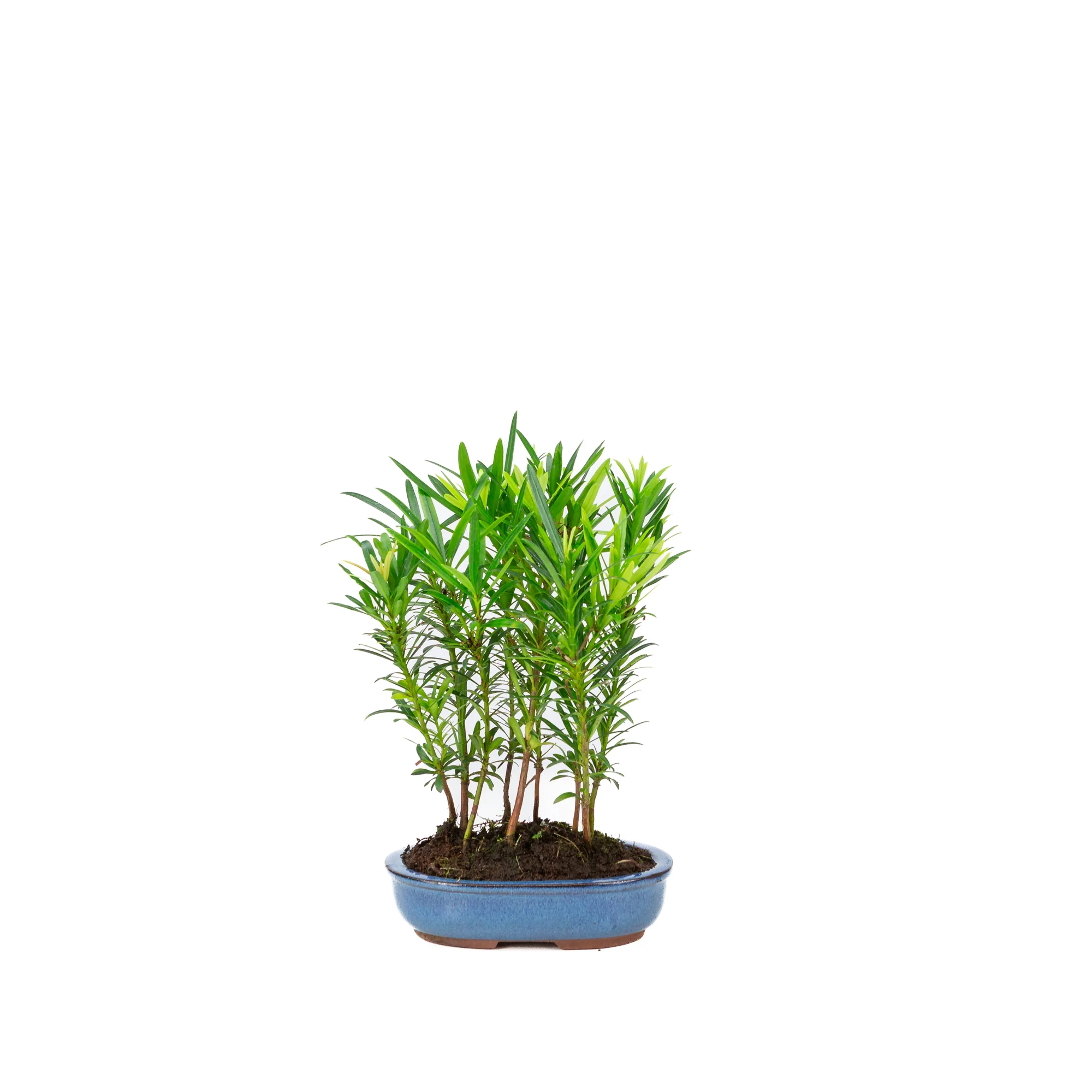 Podocarpus macrophylla groep ovale pot 15cm, hoogte ~25cm