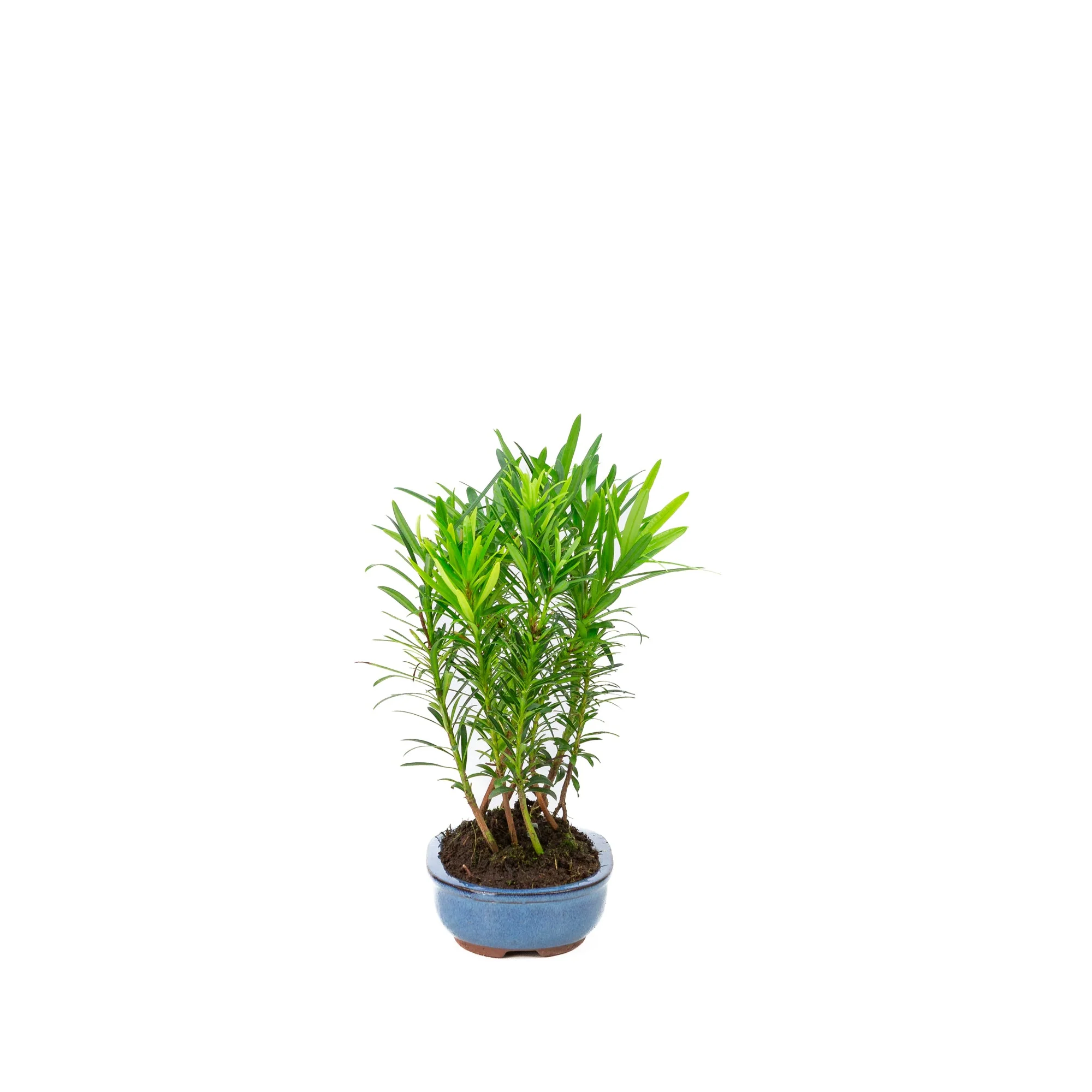 Podocarpus macrophylla groep ovale pot 15cm, hoogte ~25cm - Image 2