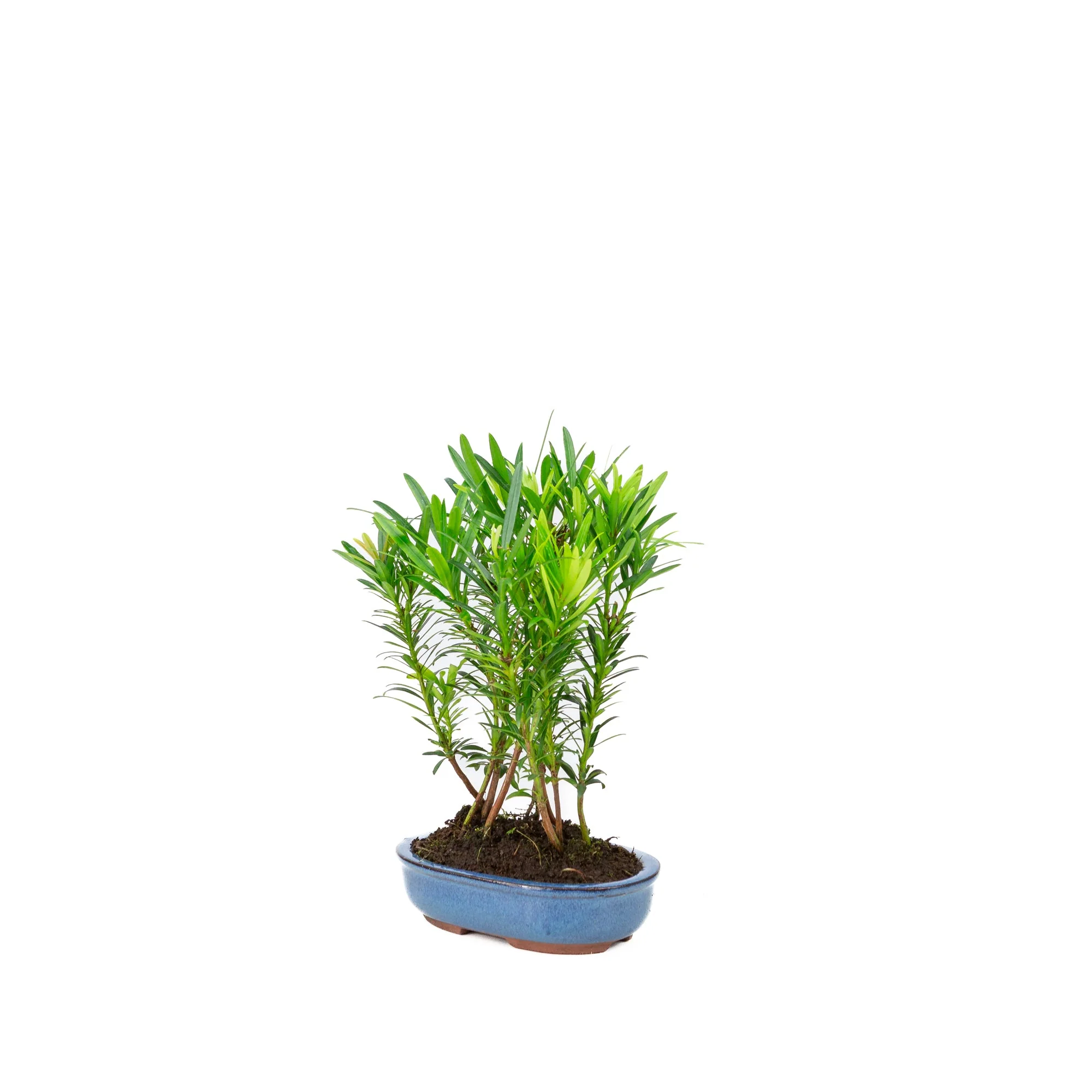 Podocarpus macrophylla groep ovale pot 15cm, hoogte ~25cm - Image 3