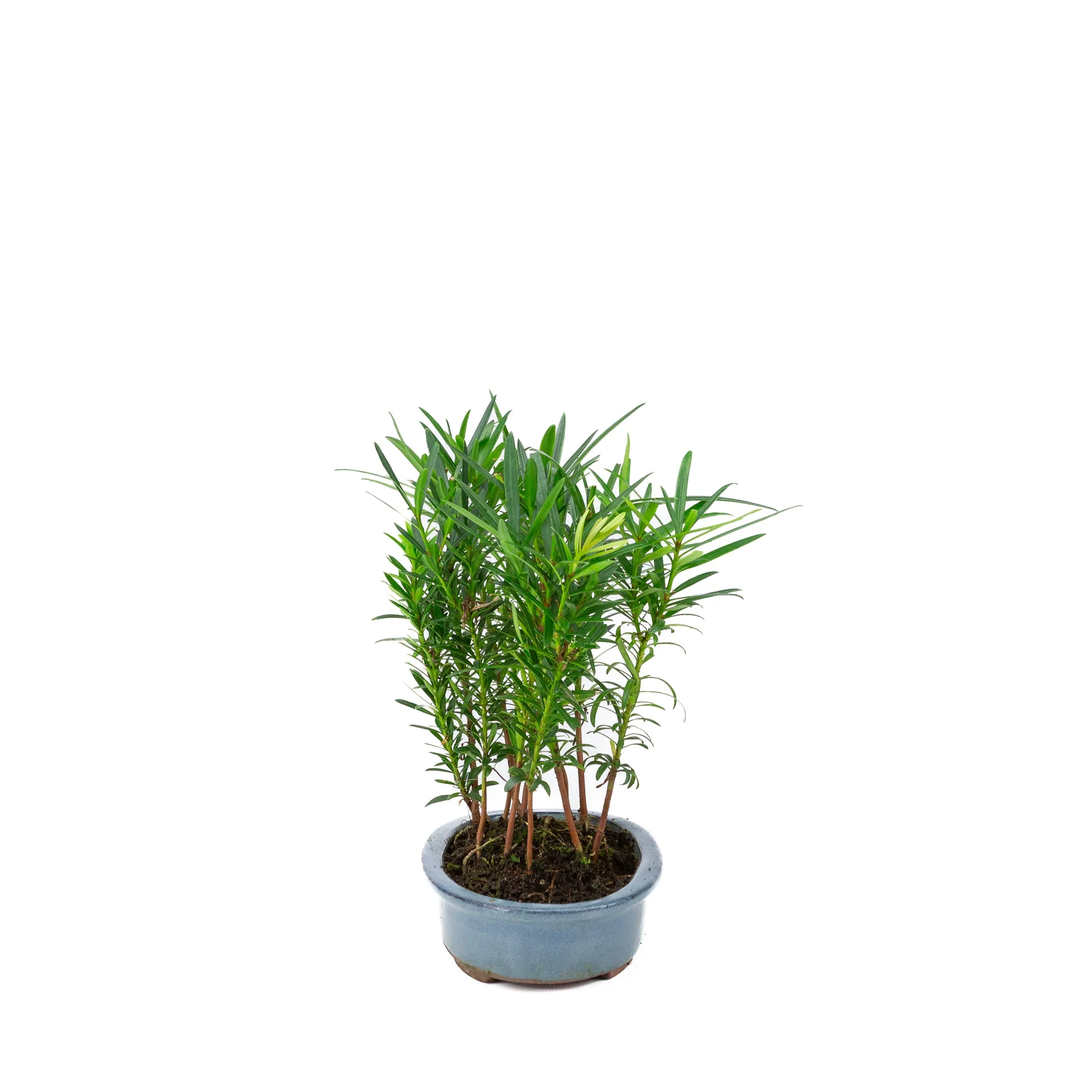 Podocarpus macrophylla groep ovale pot 20cm, hoogte ~35cm - Image 2