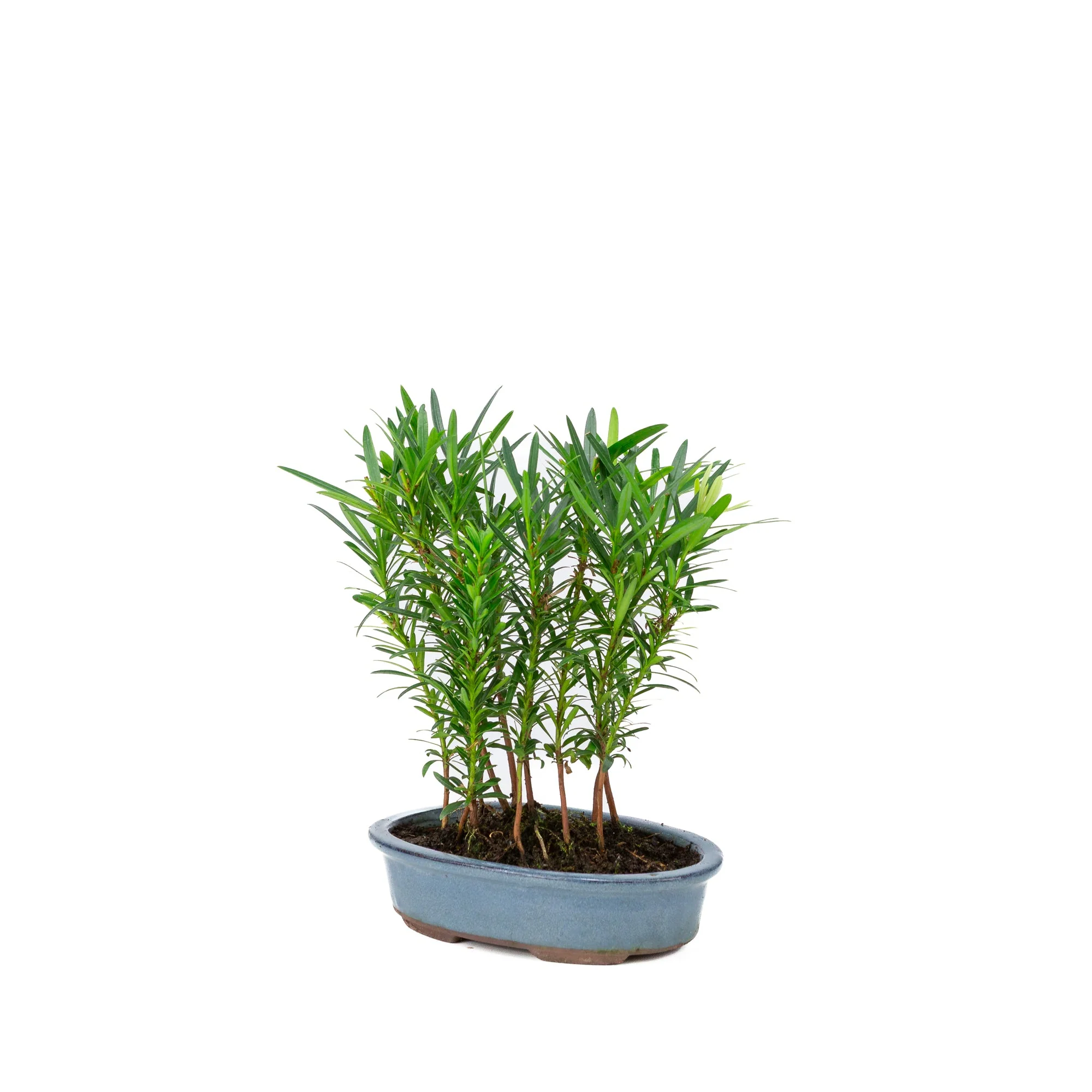 Podocarpus macrophylla groep ovale pot 20cm, hoogte ~35cm - Image 3