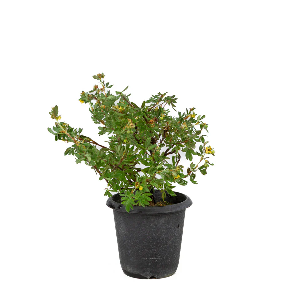 Potentilla fruticosa plastic pot 12cm, hoogte ~26cm - Image 2