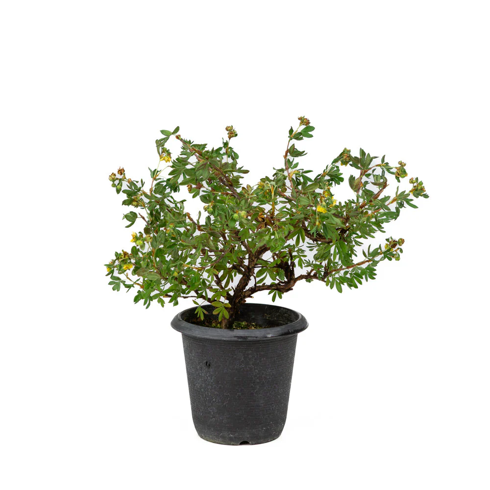 Potentilla fruticosa plastic pot 12cm, hoogte ~26cm - Image 3