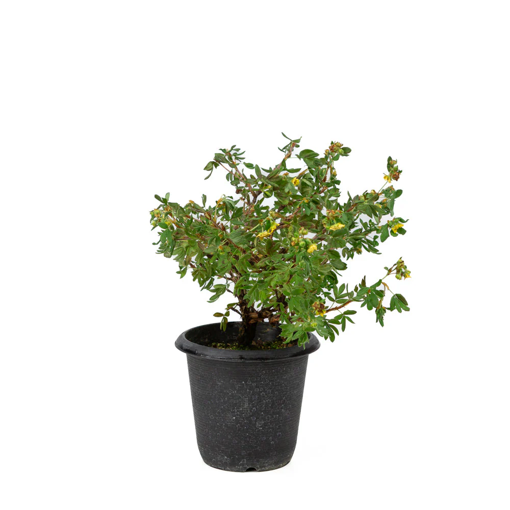 Potentilla fruticosa plastic pot 12cm, hoogte ~26cm - Image 4