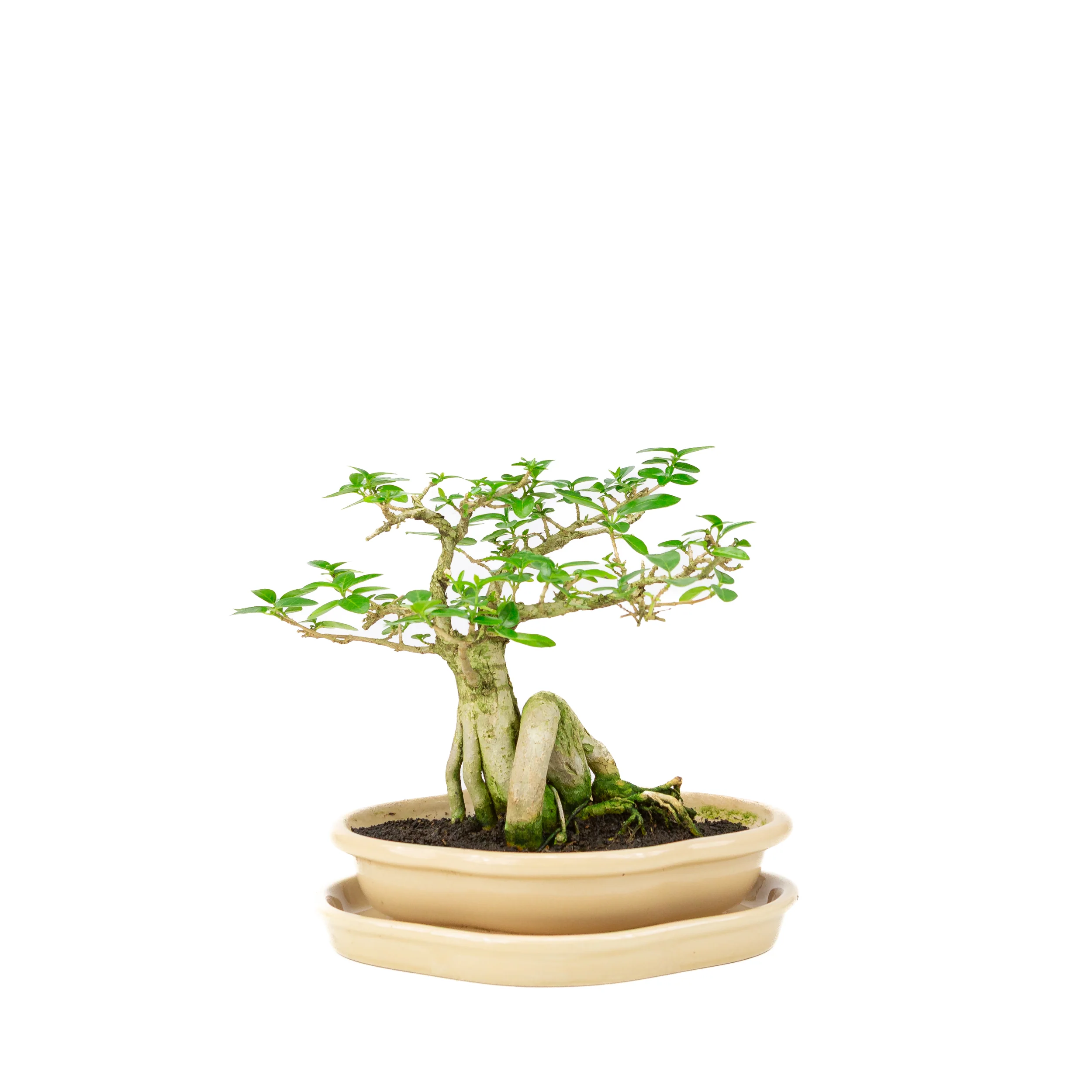 Premna Bonsai in creme pot, hoogte ~22cm