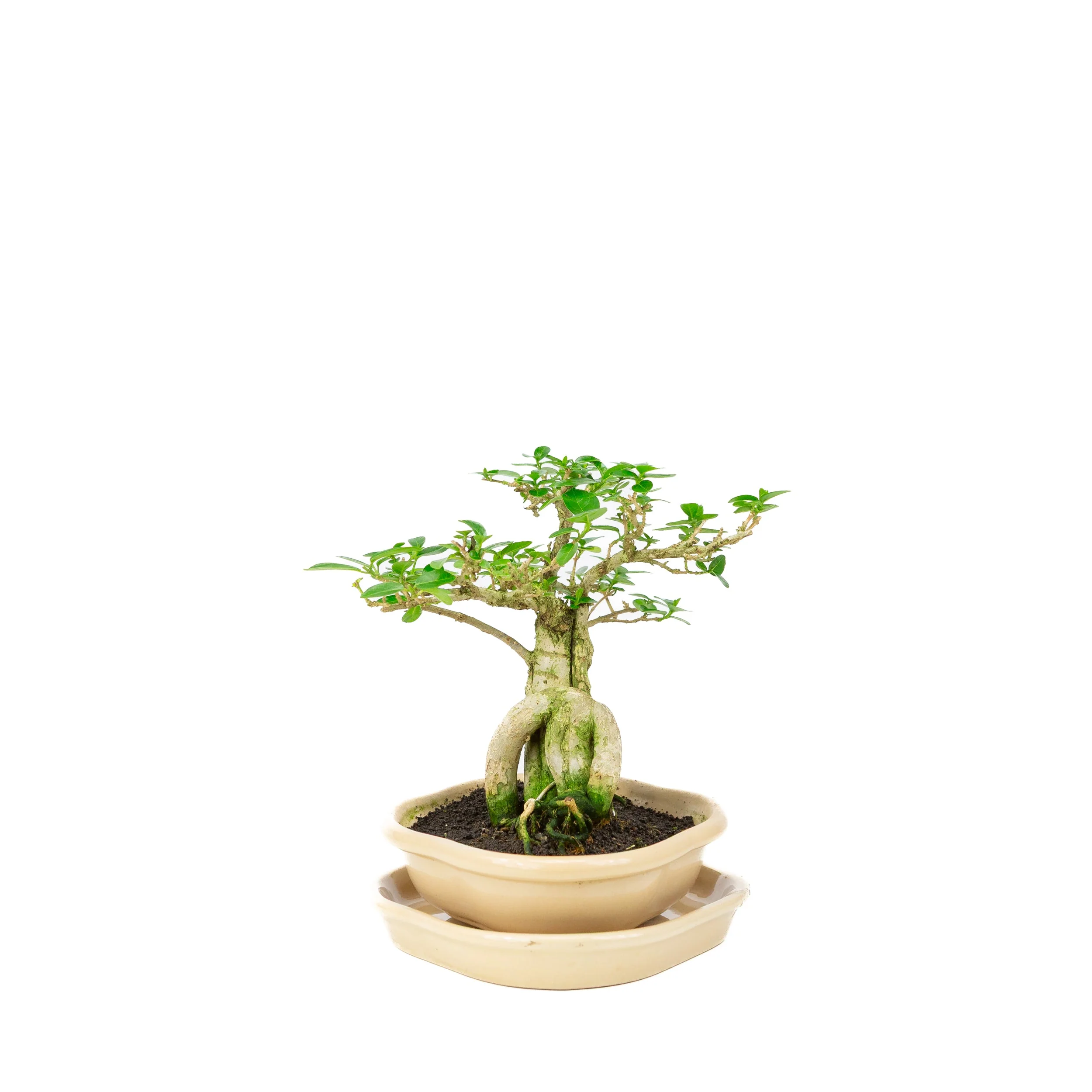 Premna Bonsai in creme pot, hoogte ~22cm - Image 2