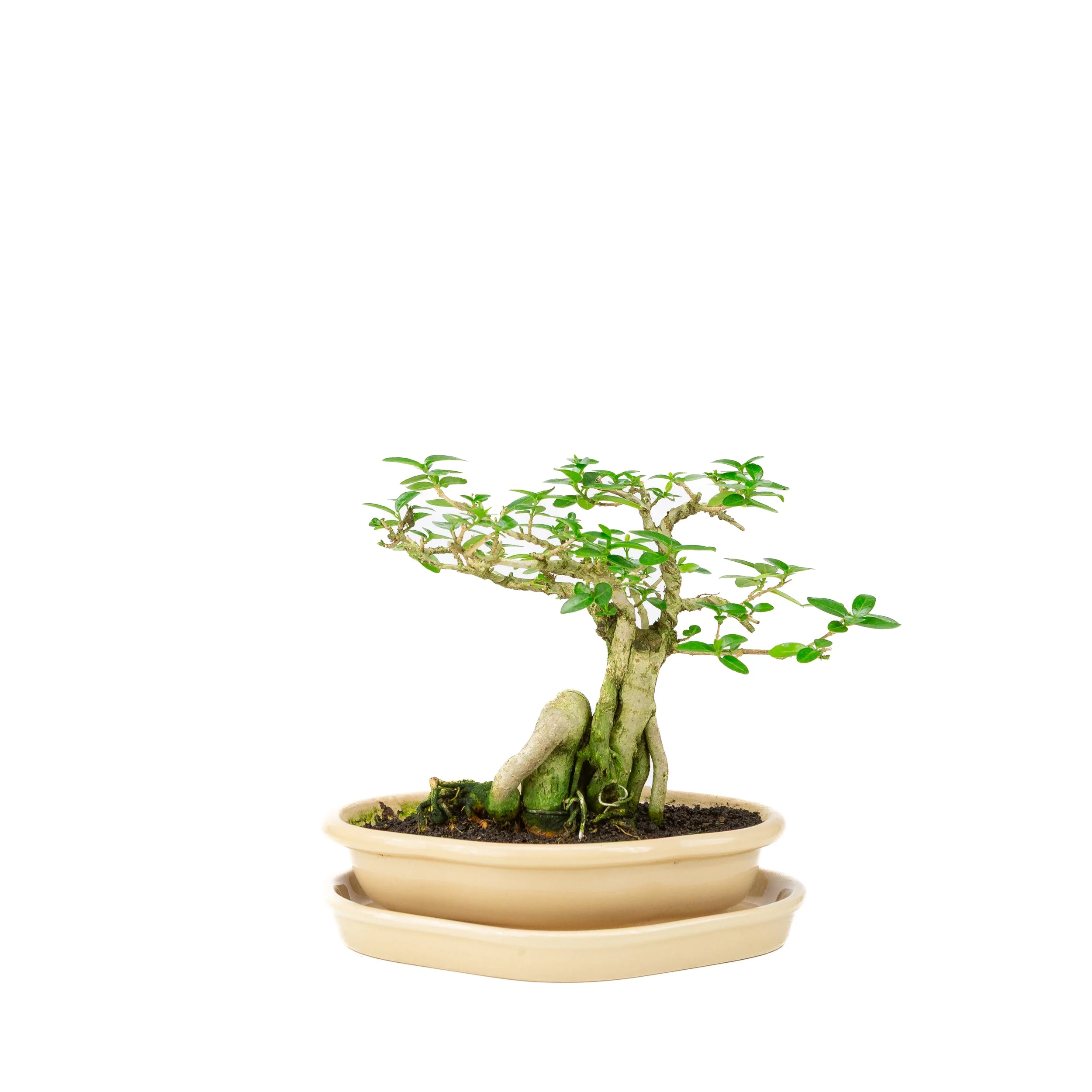 Premna Bonsai in creme pot, hoogte ~22cm - Image 3