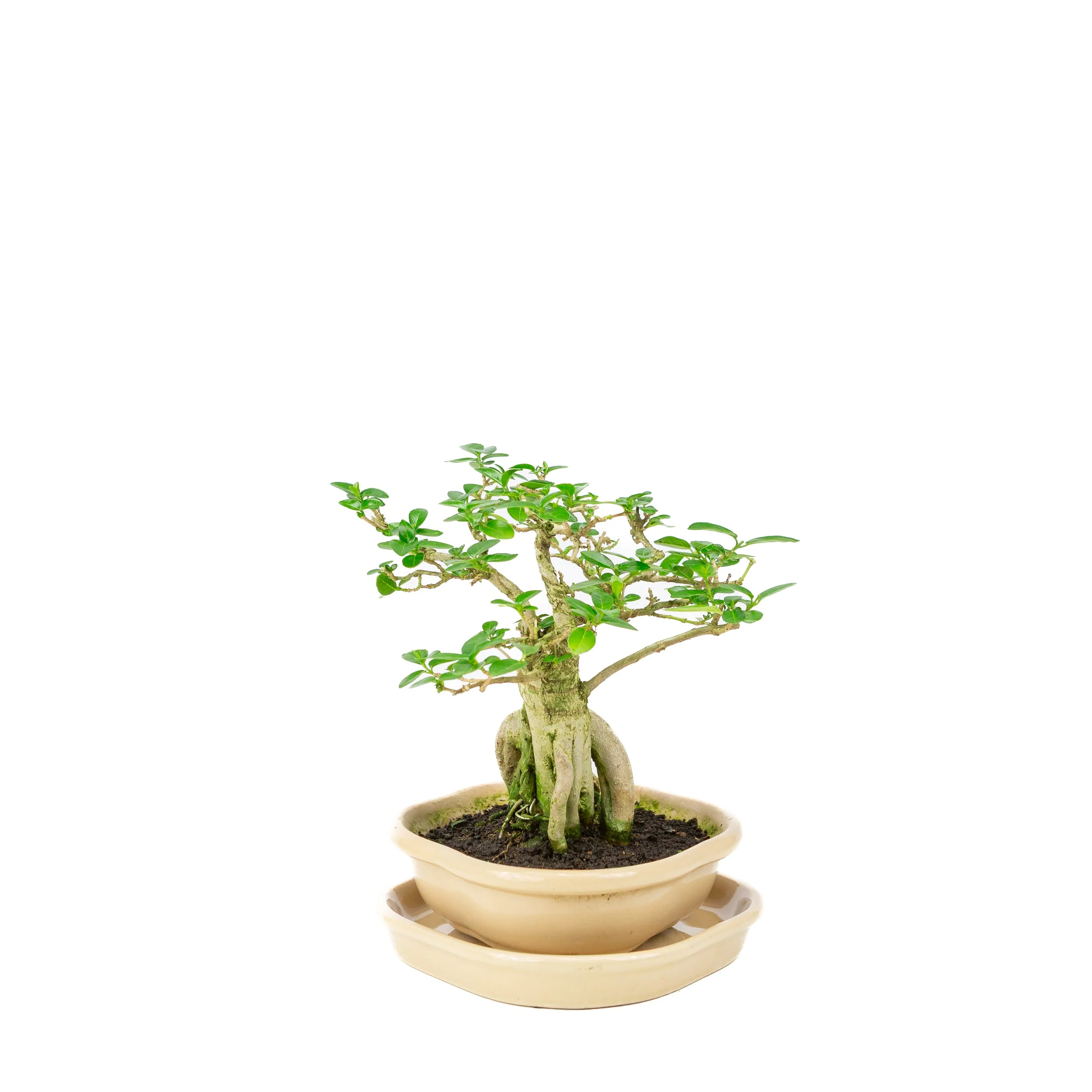 Premna Bonsai in creme pot, hoogte ~22cm - Image 4