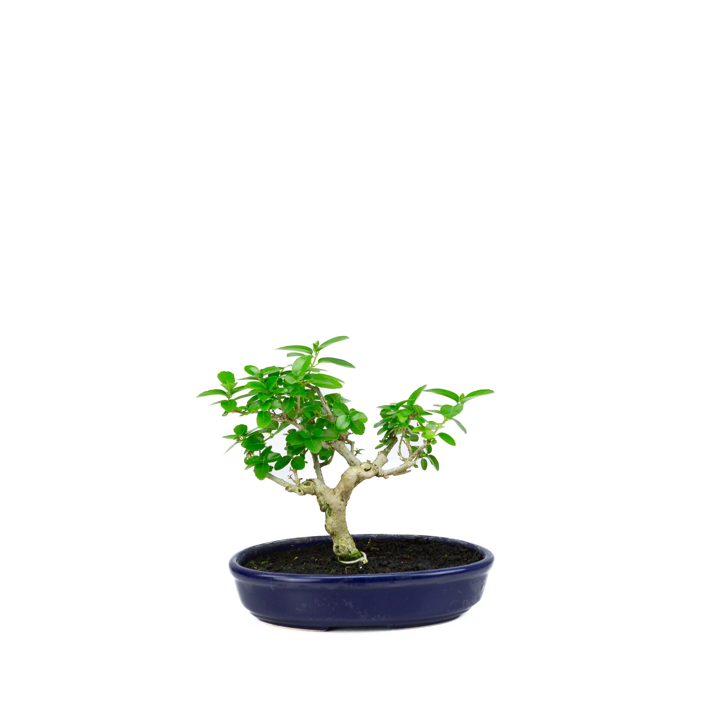 Premna microphylla (musk maple), hoogte ~18cm