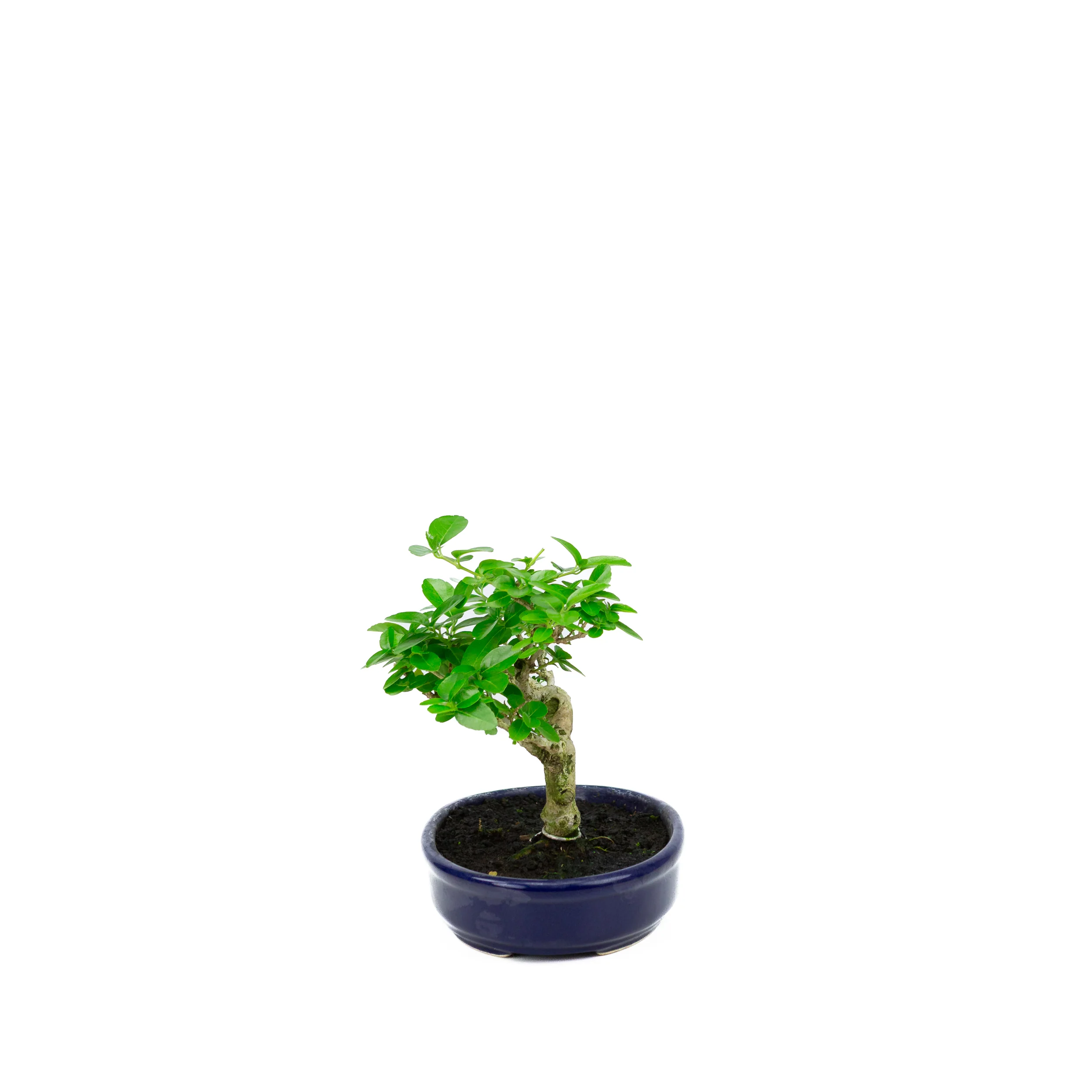 Premna microphylla (musk maple), hoogte ~18cm - Image 2