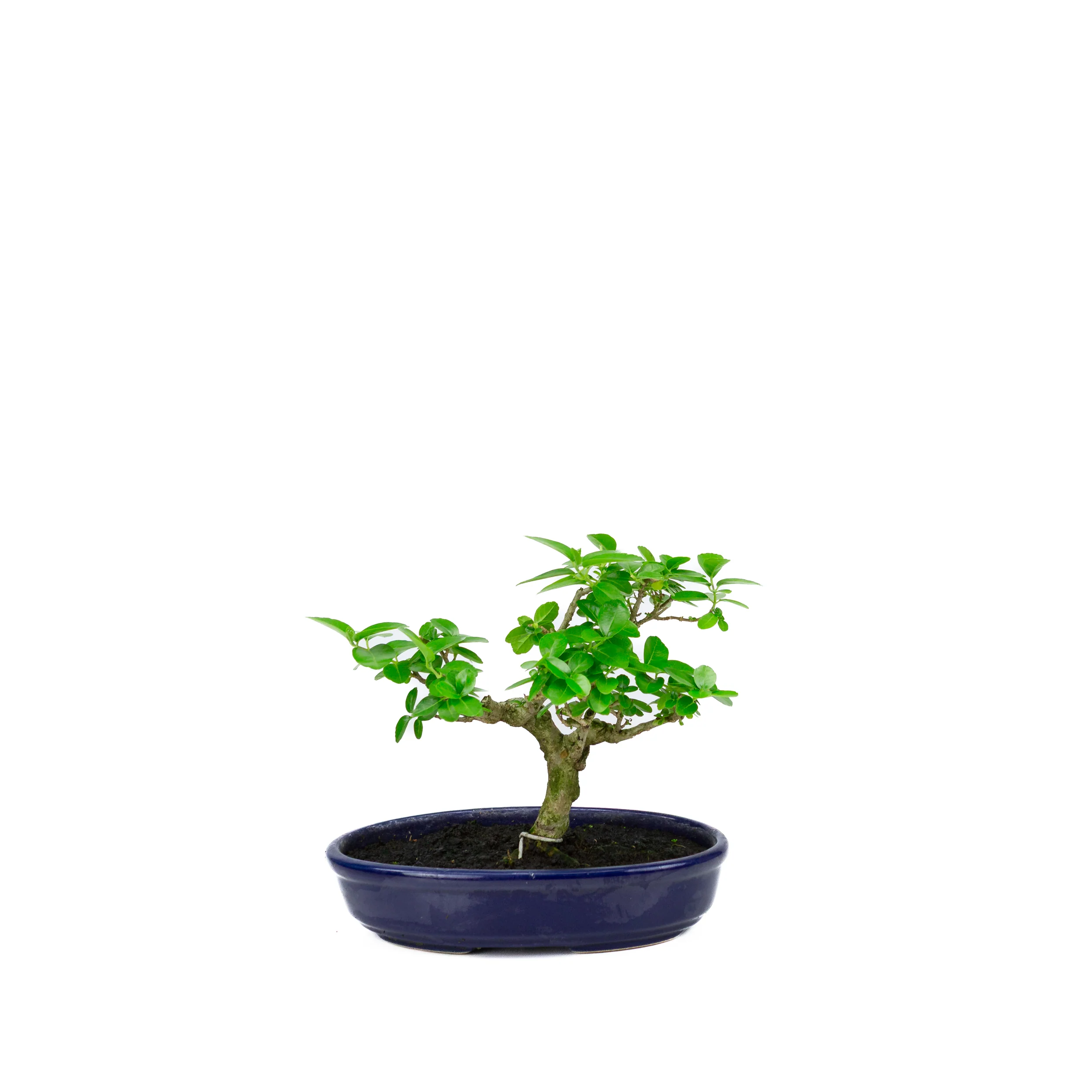 Premna microphylla (musk maple), hoogte ~18cm - Image 3